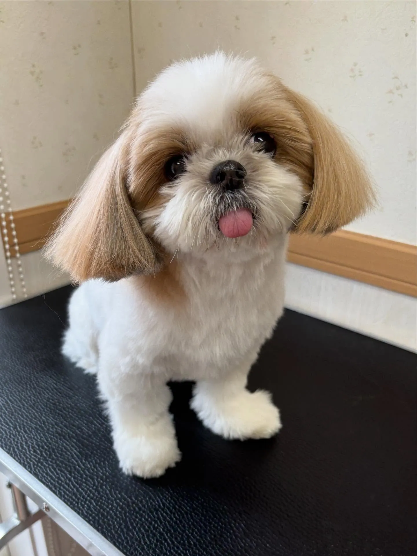 犬のトリミング✂️