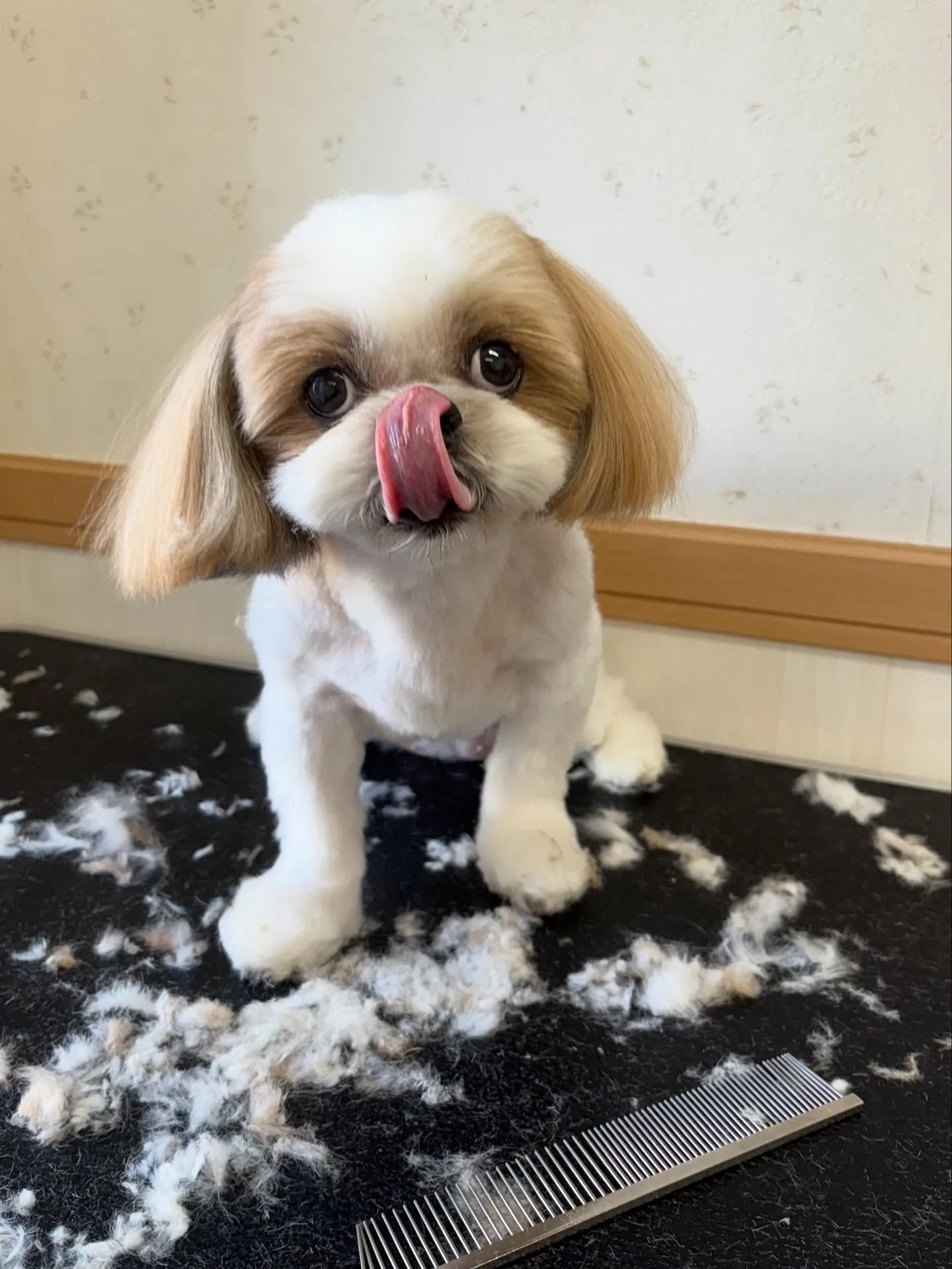 犬のトリミング✂️