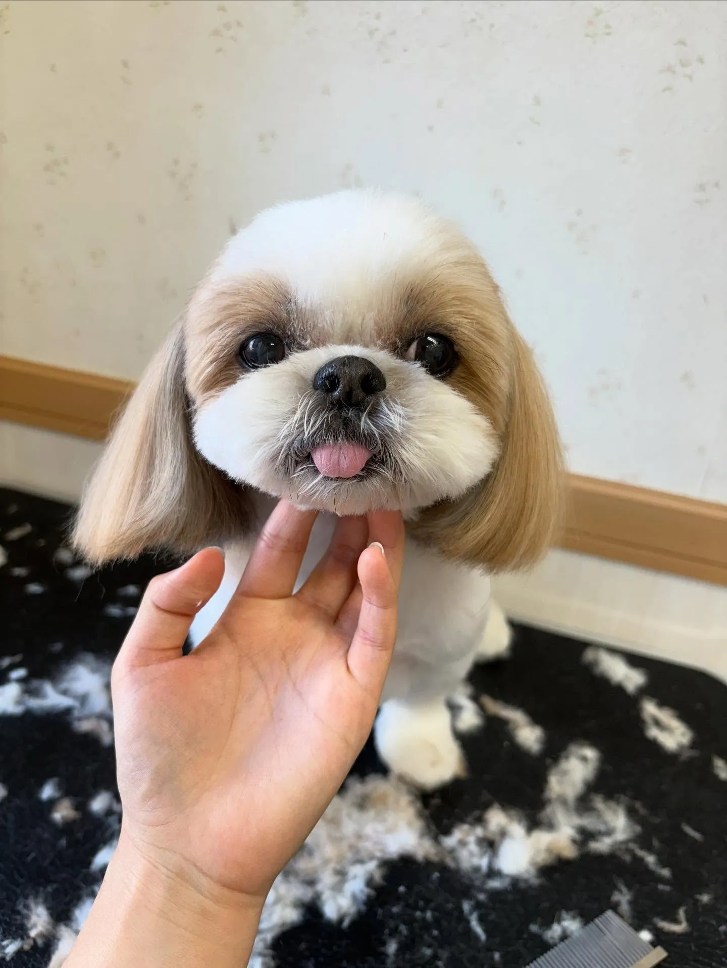 犬のトリミング✂️