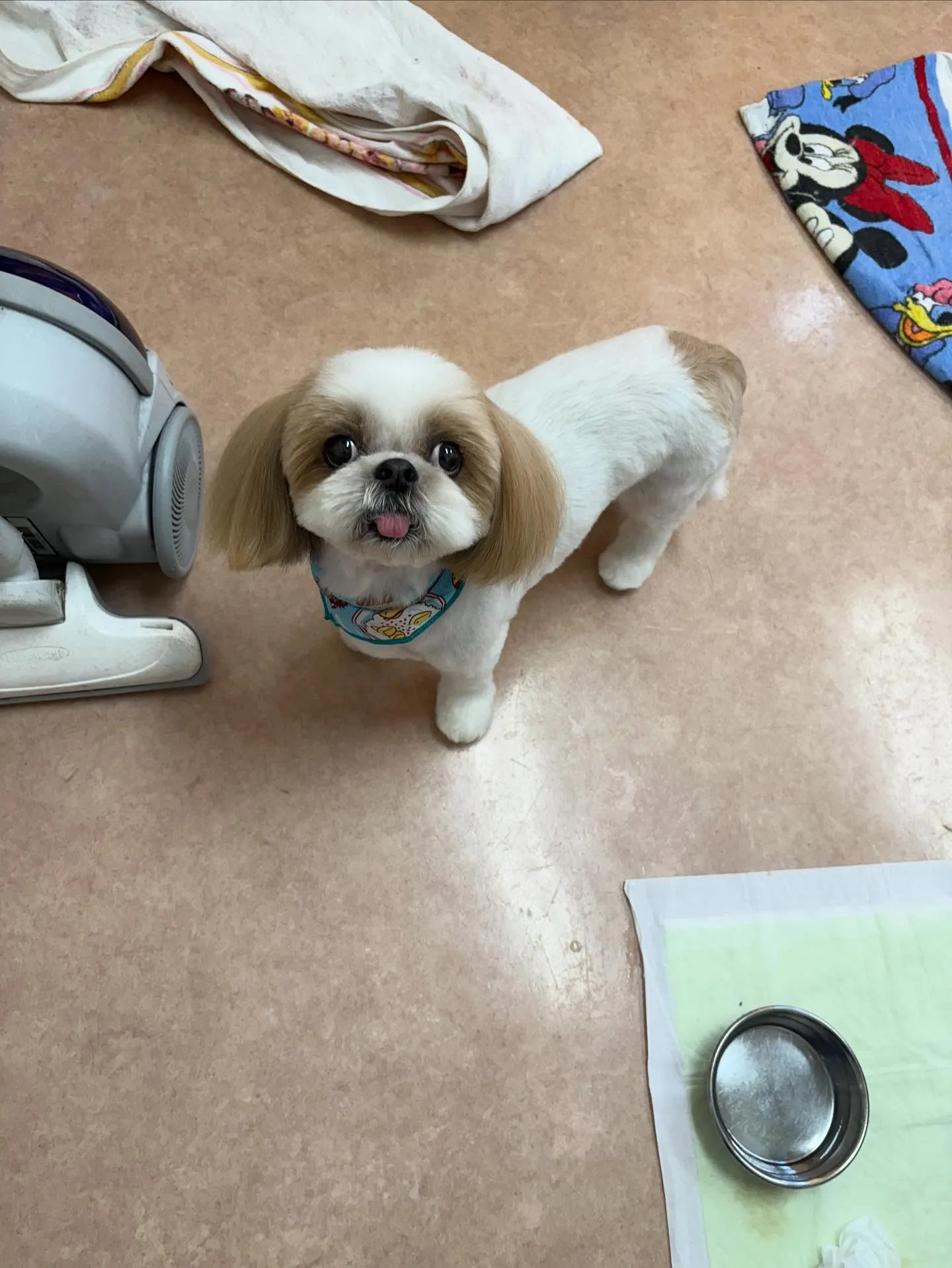 犬のトリミング✂️