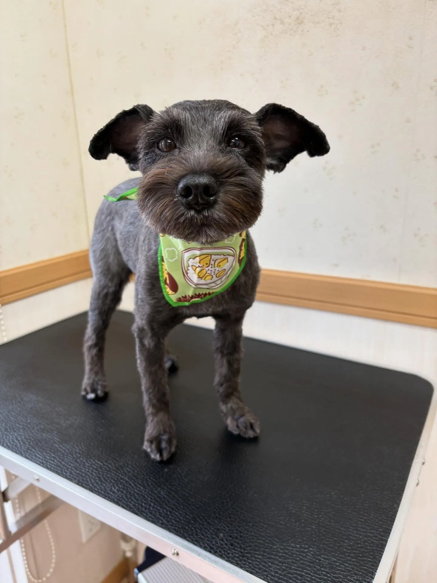 犬のトリミング✂️