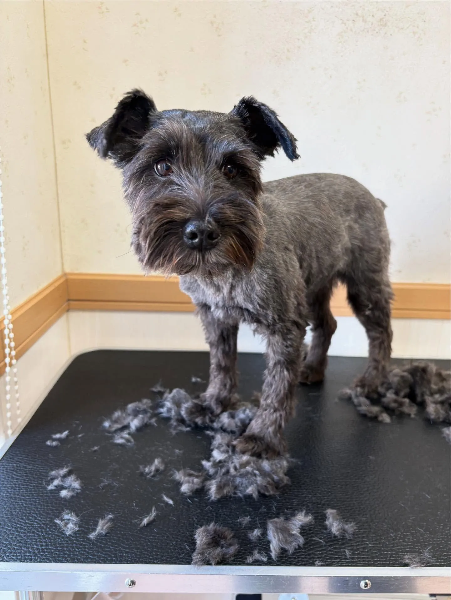 犬のトリミング✂️