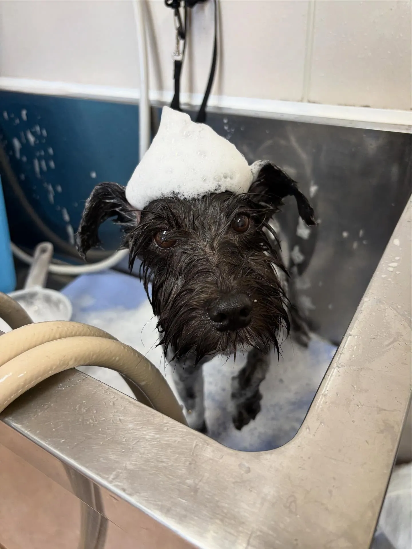 犬のトリミング✂️