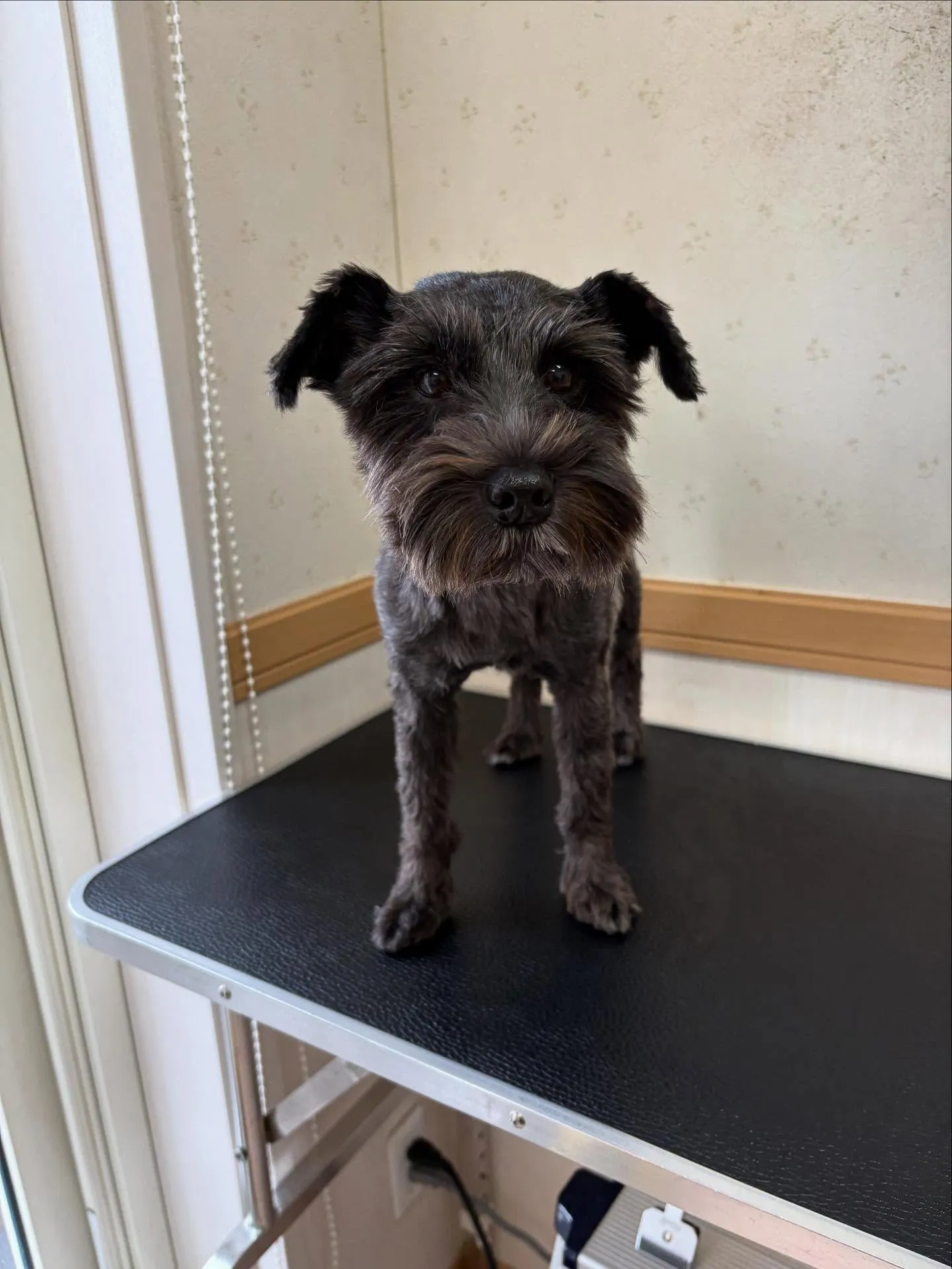 犬のトリミング✂️