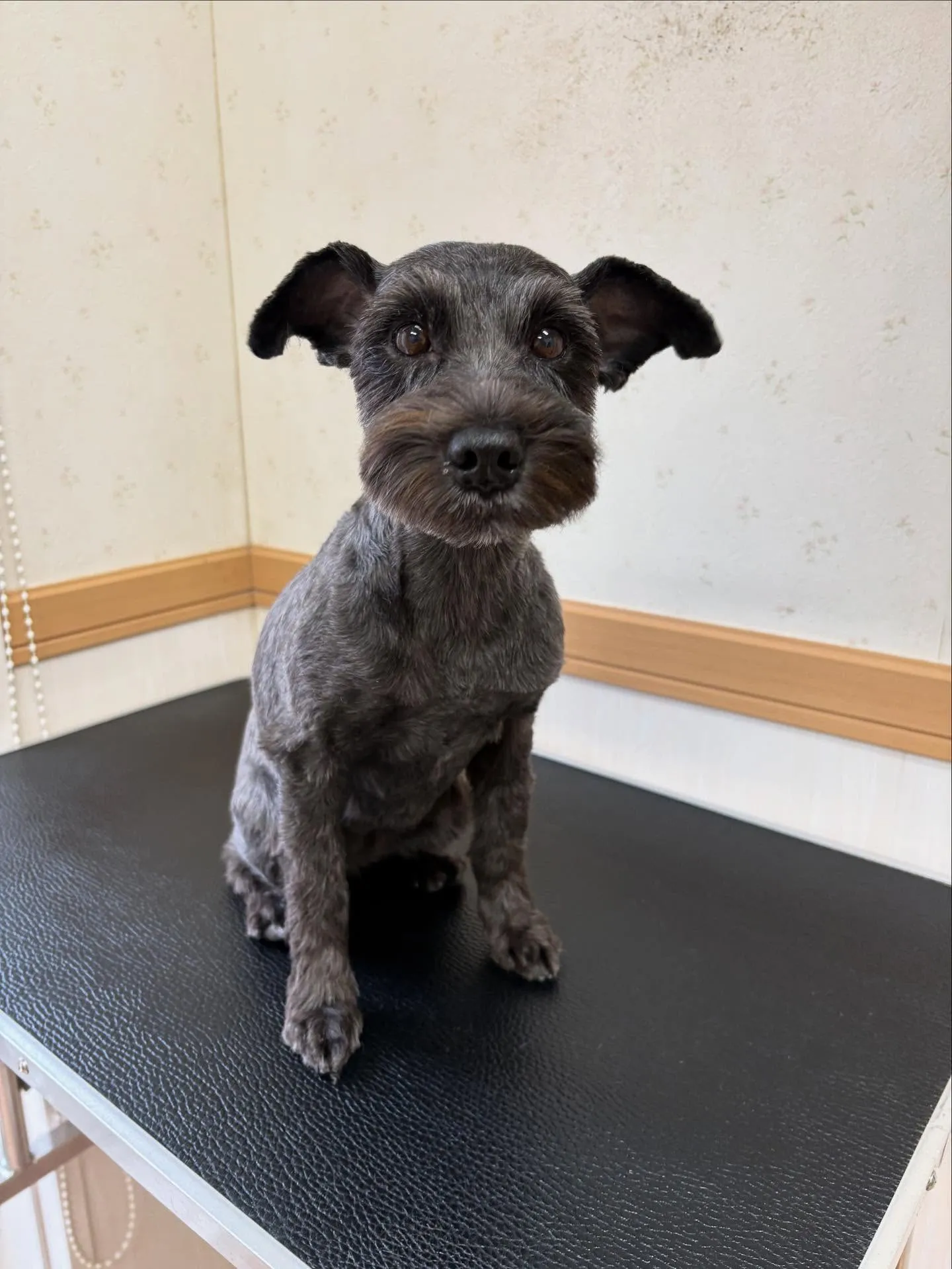 犬のトリミング✂️