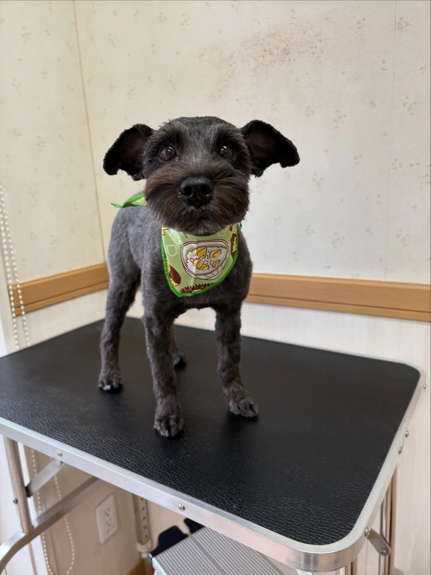 犬のトリミング✂️