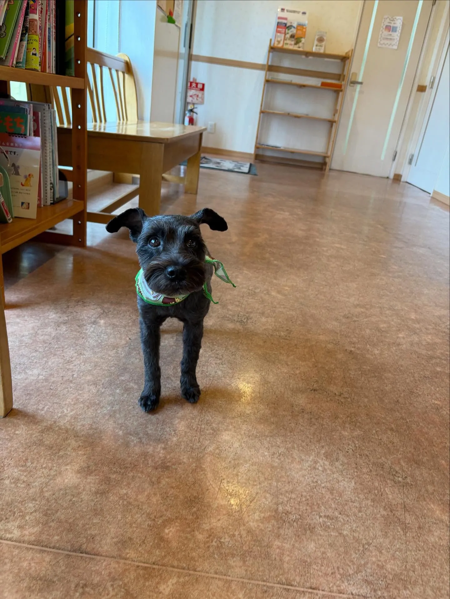 犬のトリミング✂️