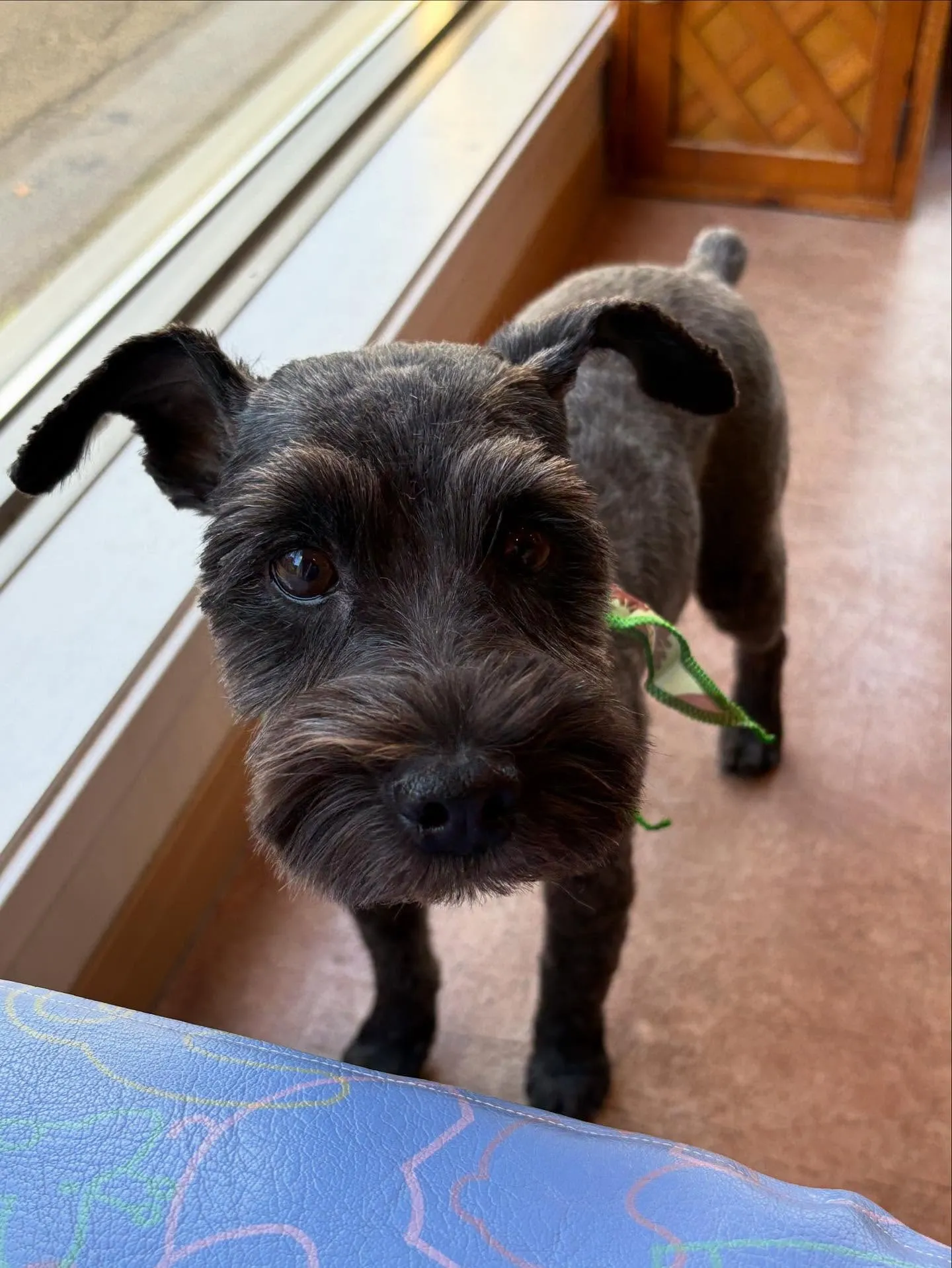 犬のトリミング✂️