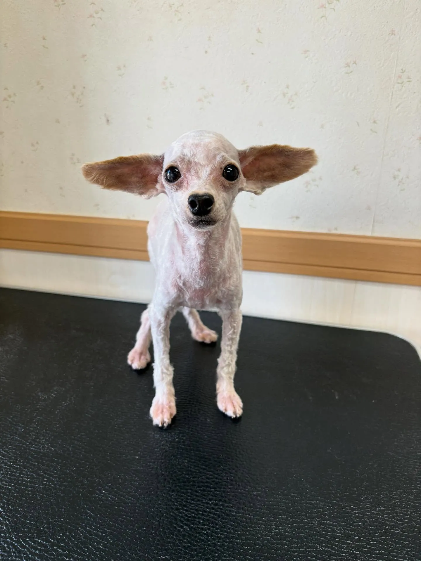 犬のトリミング✂️