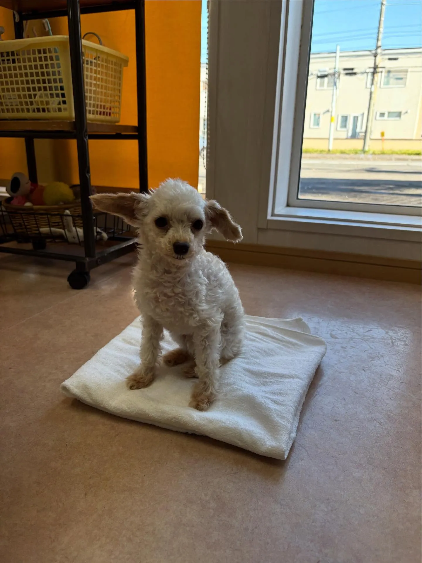 犬のトリミング✂️