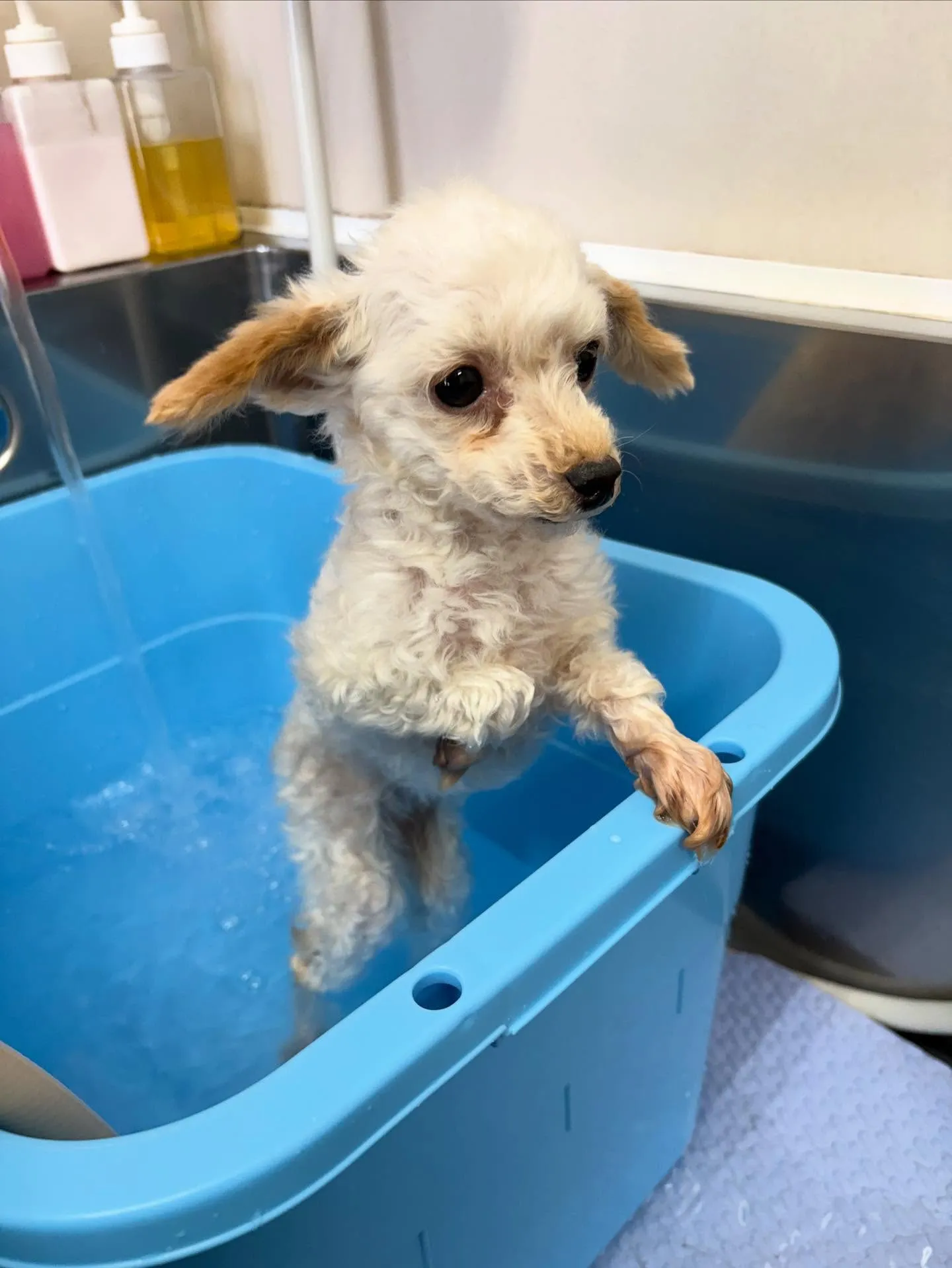 犬のトリミング✂️