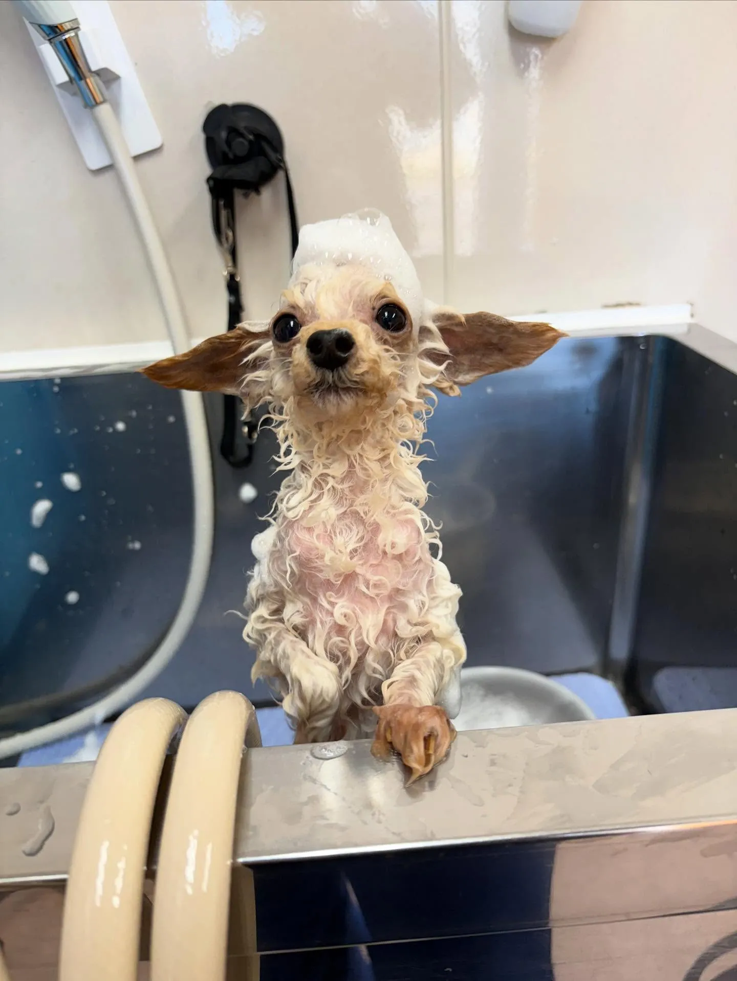 犬のトリミング✂️