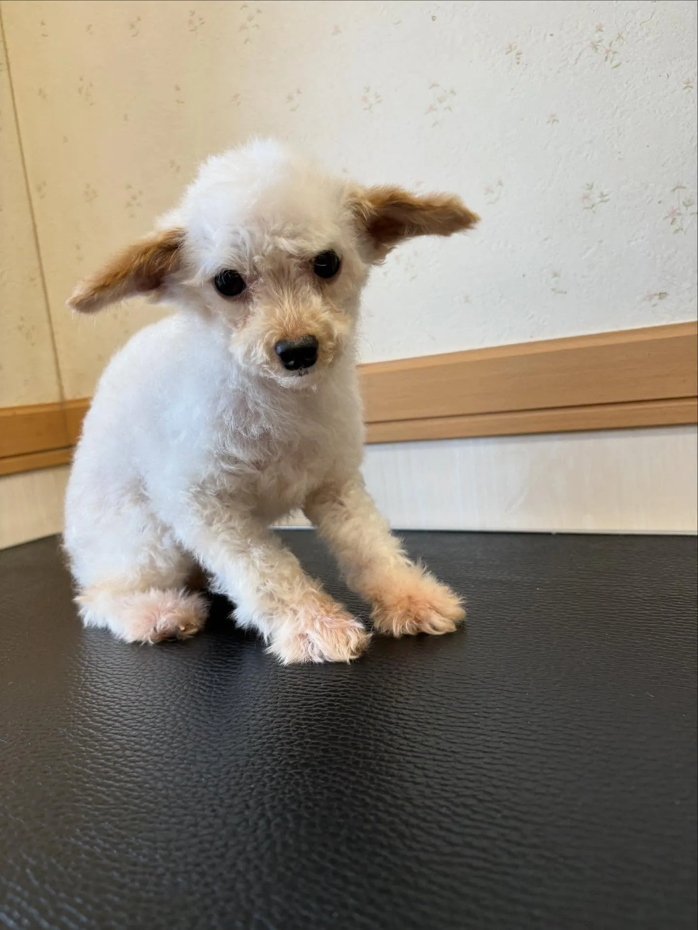 犬のトリミング✂️