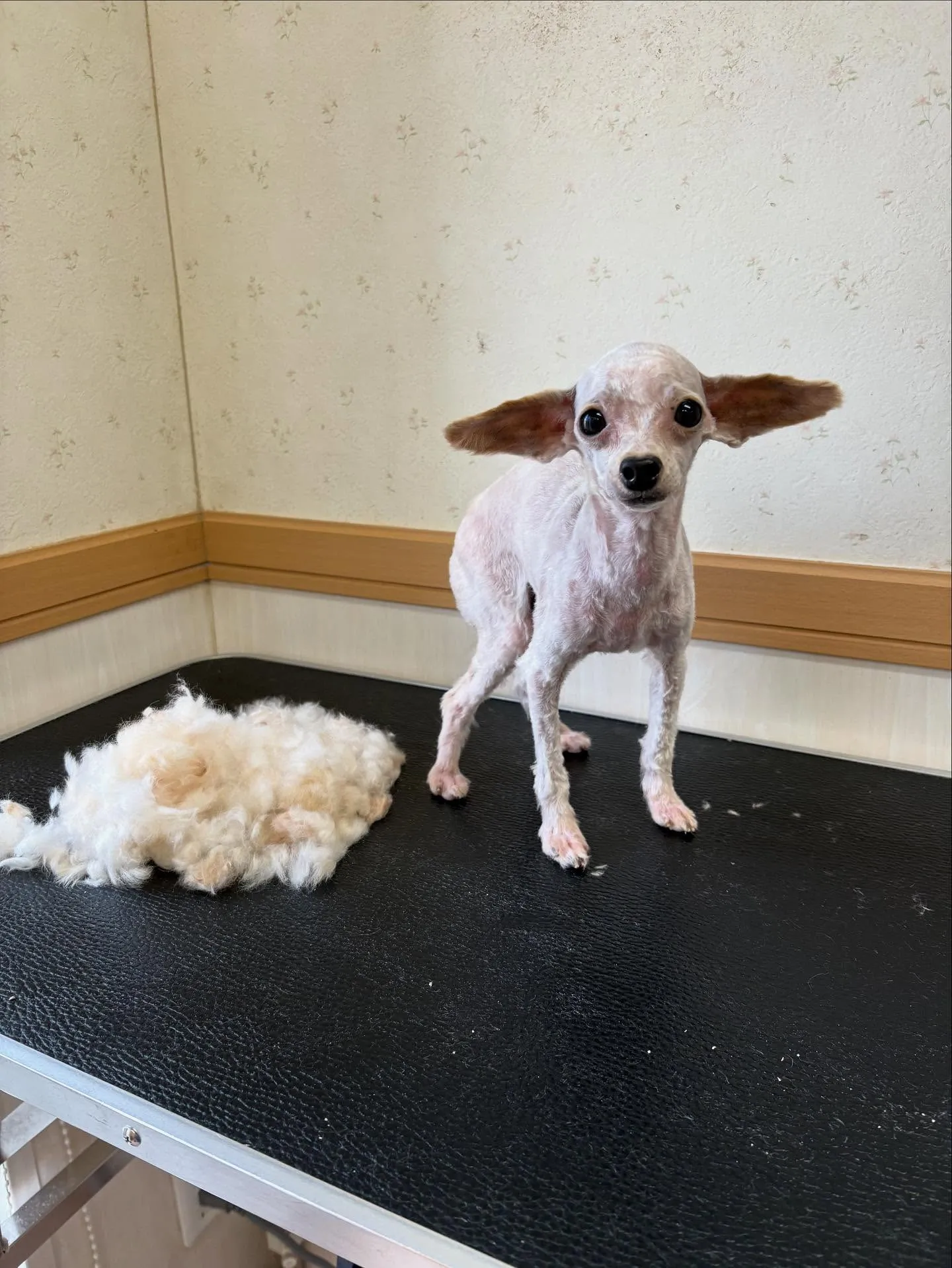 犬のトリミング✂️