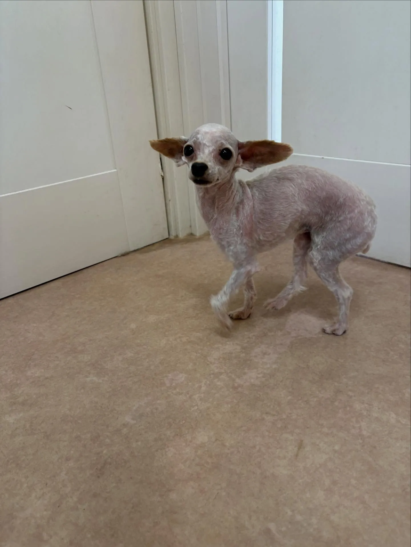 犬のトリミング✂️