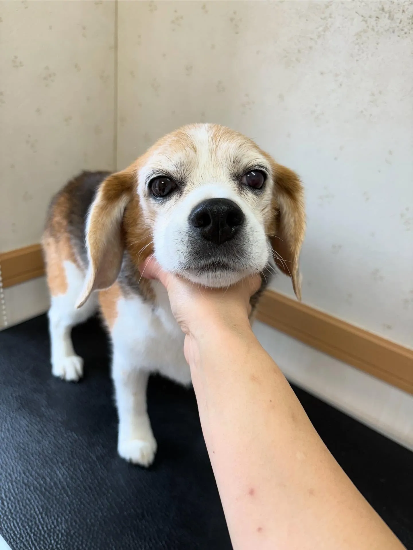 犬のシャンプー🫧