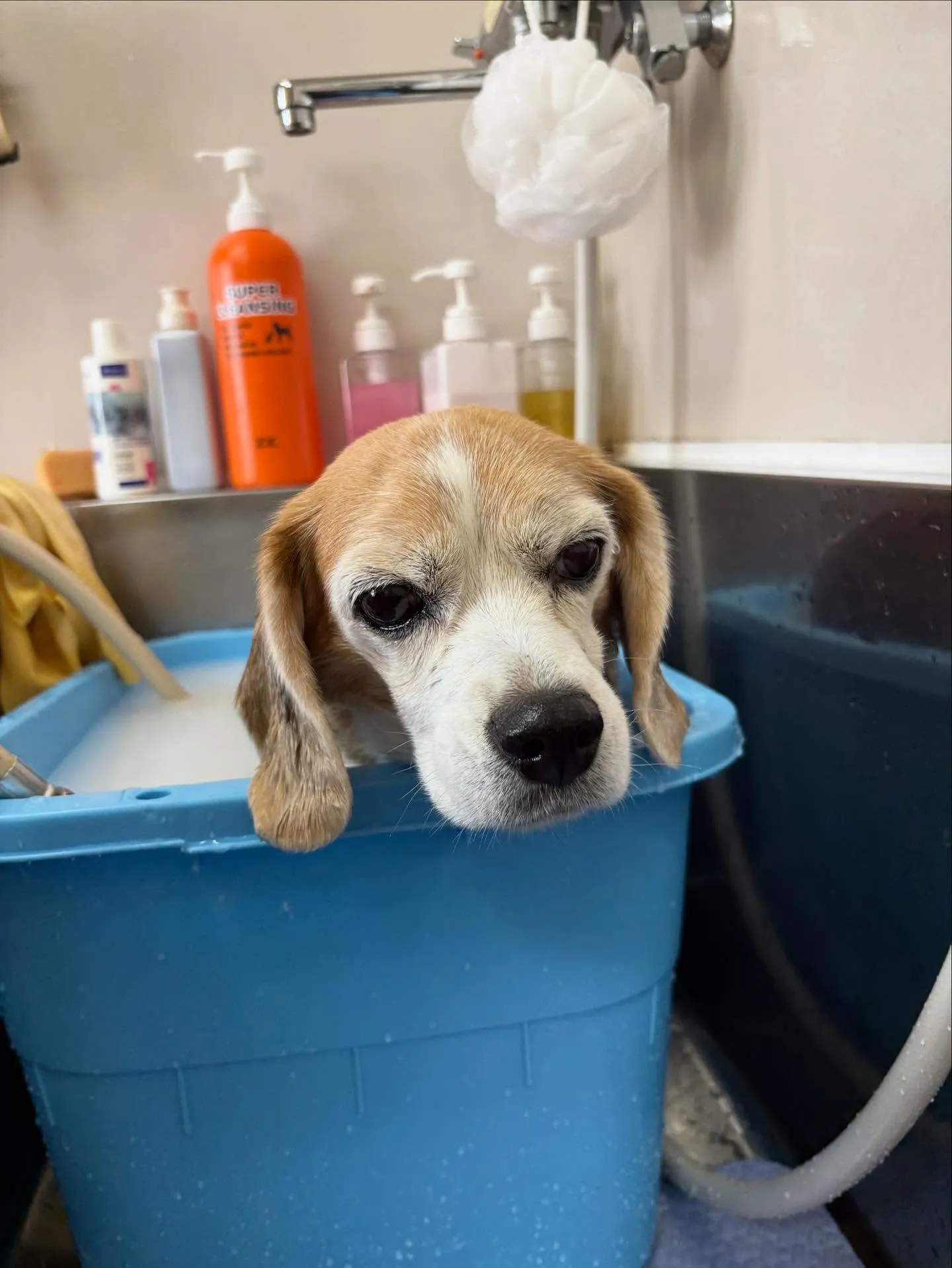 犬のシャンプー🫧