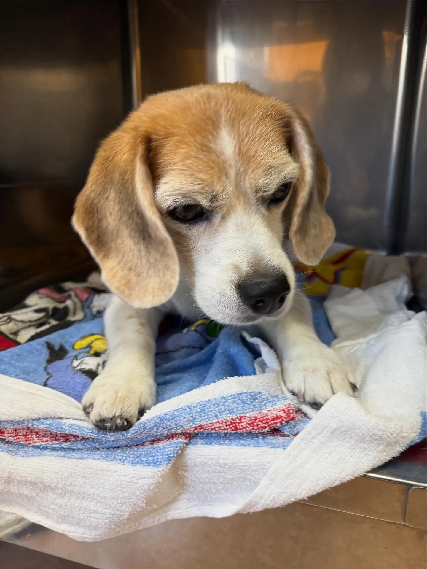 犬のシャンプー🫧