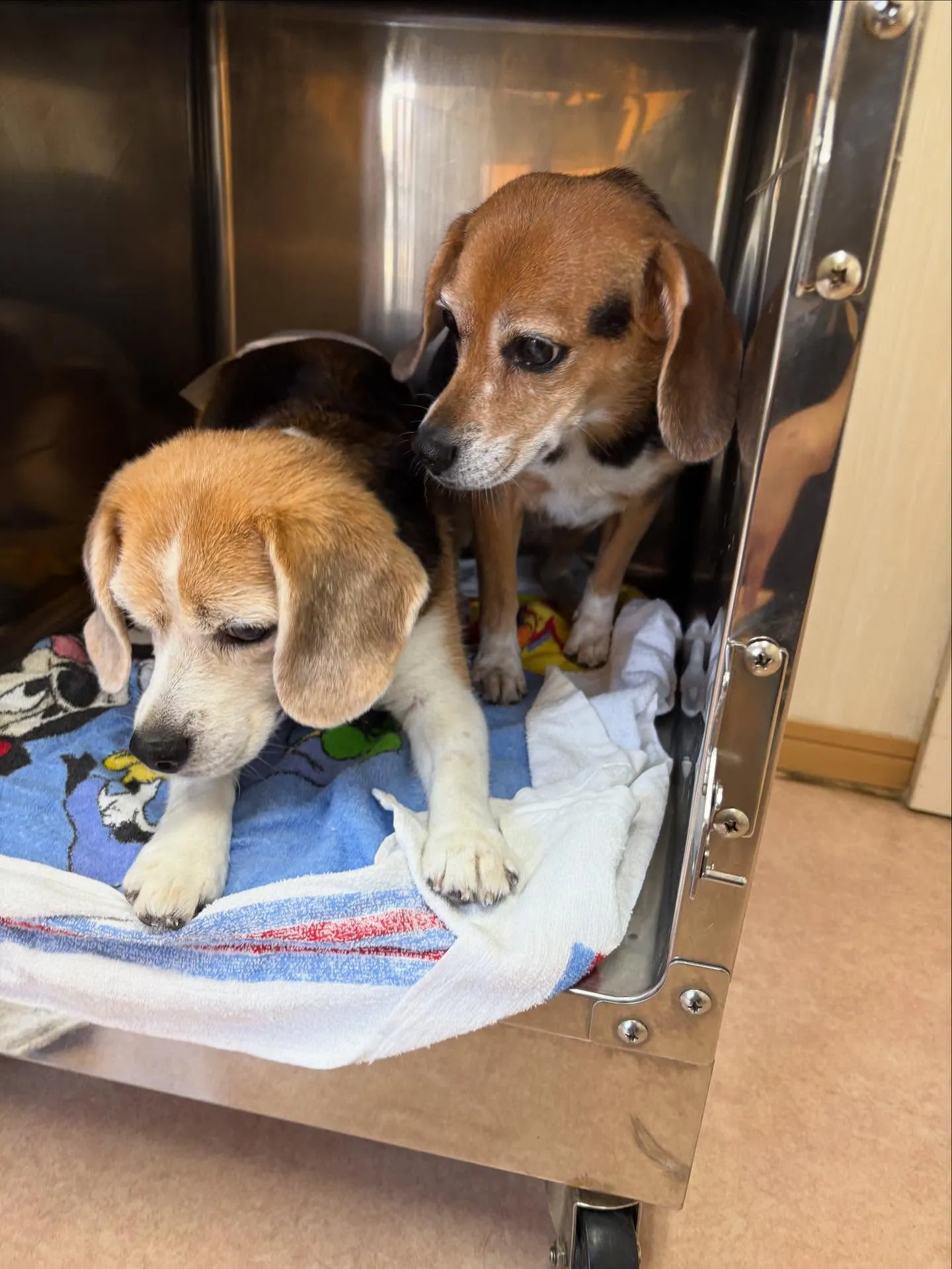 犬のシャンプー🫧