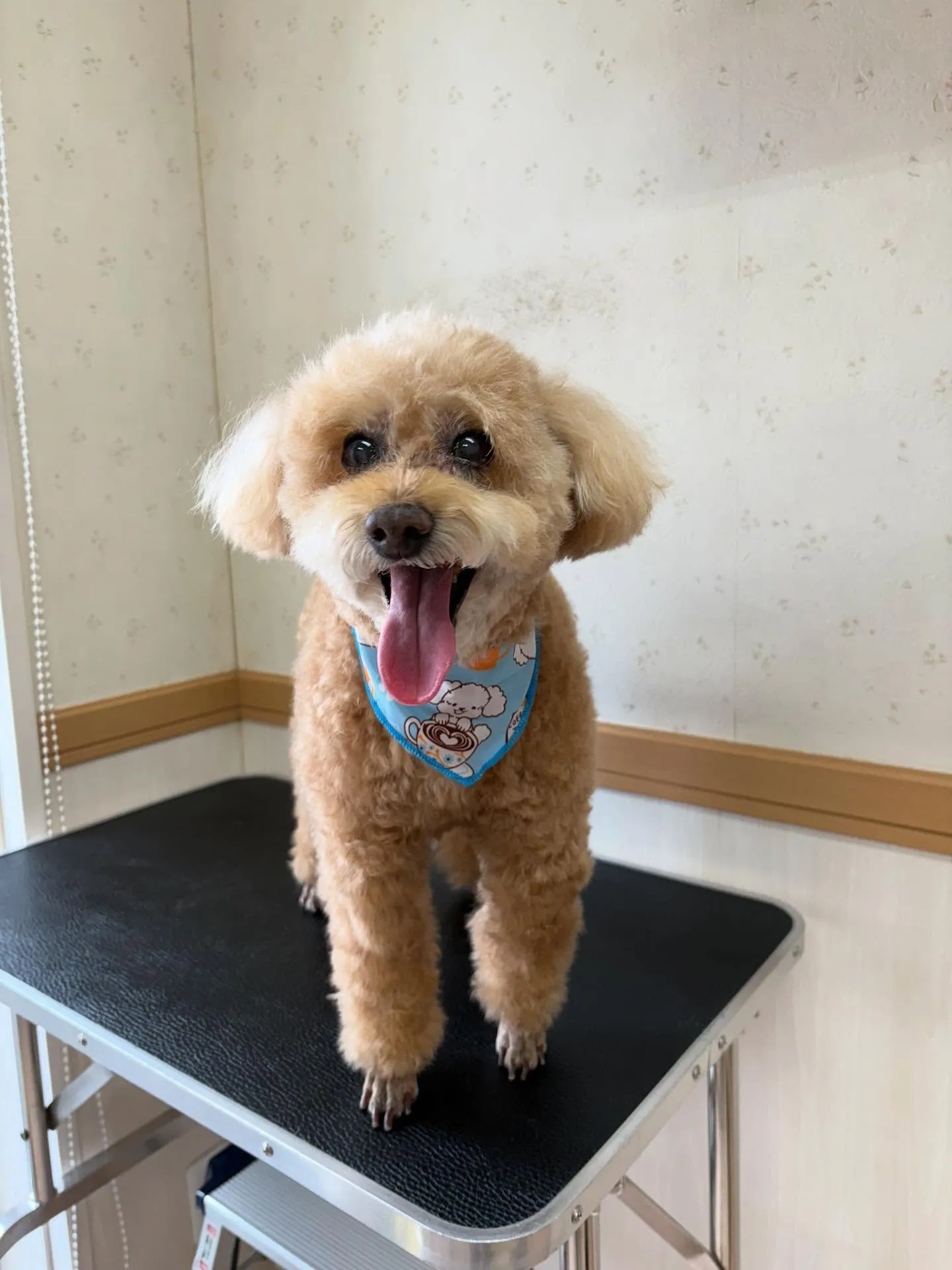 犬のシャンプー🫧