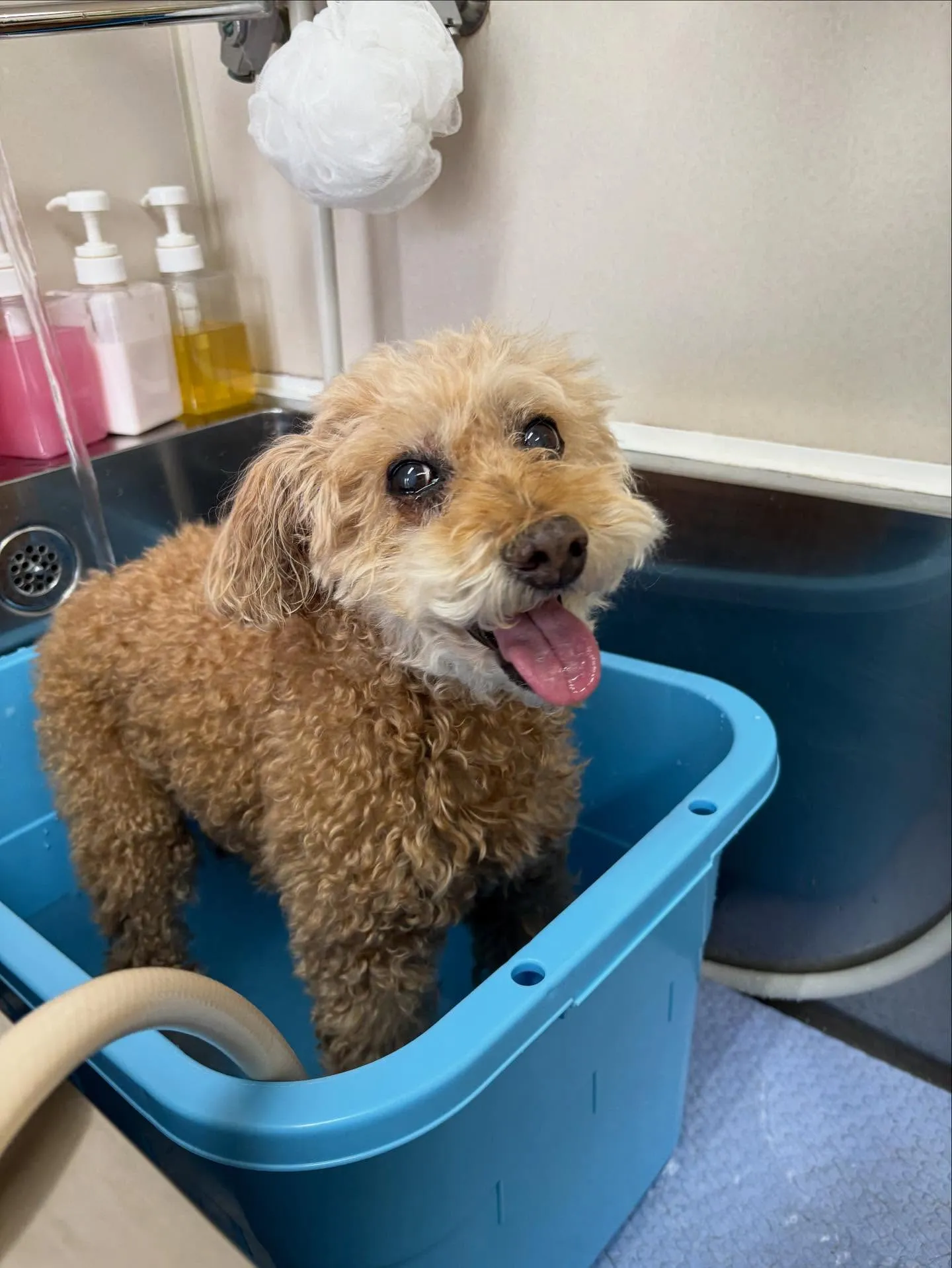 犬のシャンプー🫧