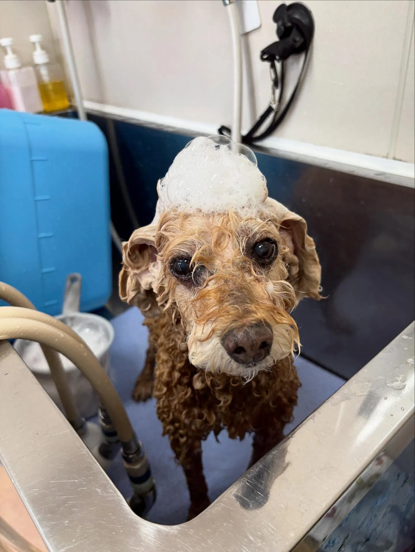 犬のシャンプー🫧