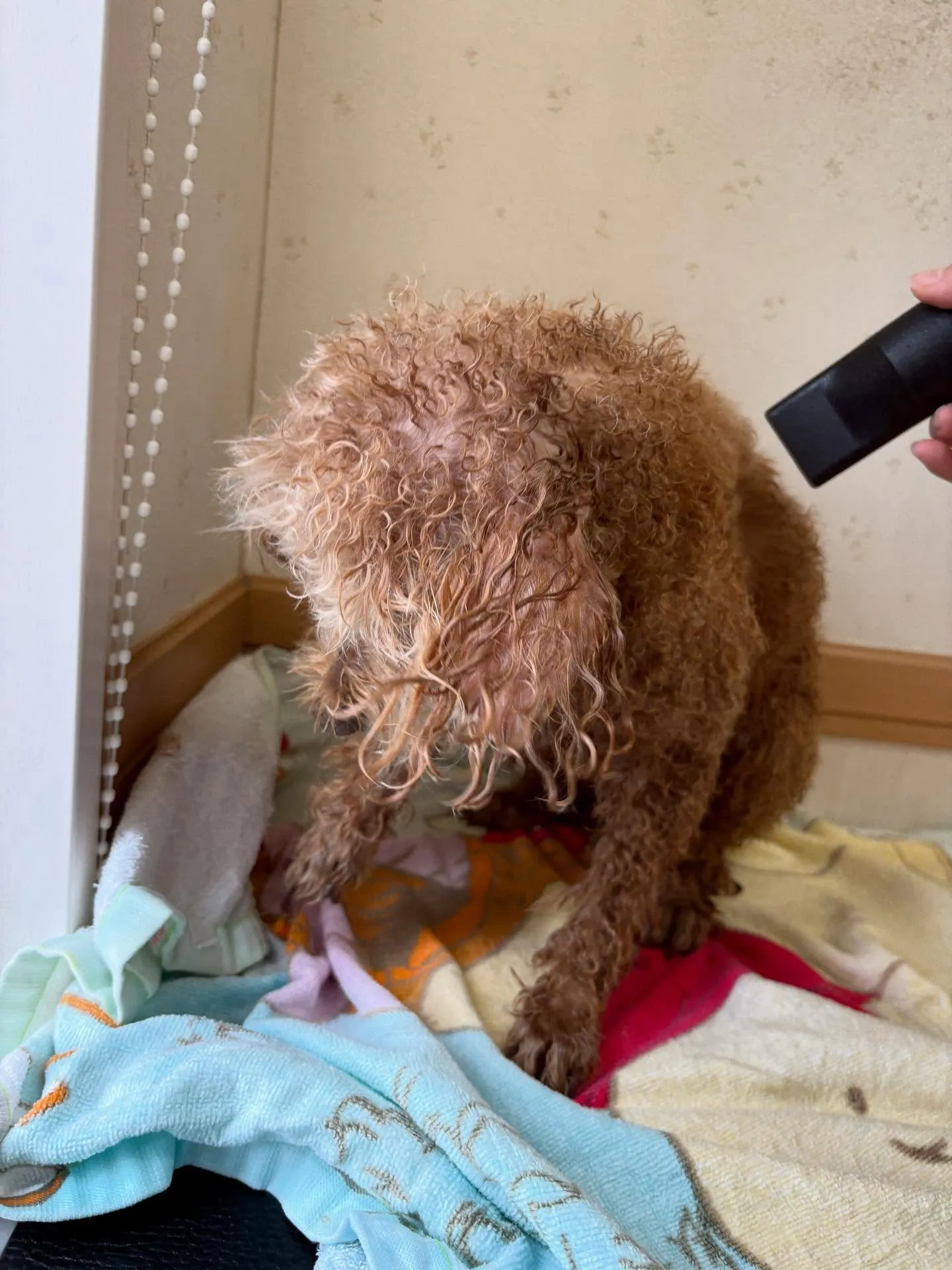 犬のシャンプー🫧