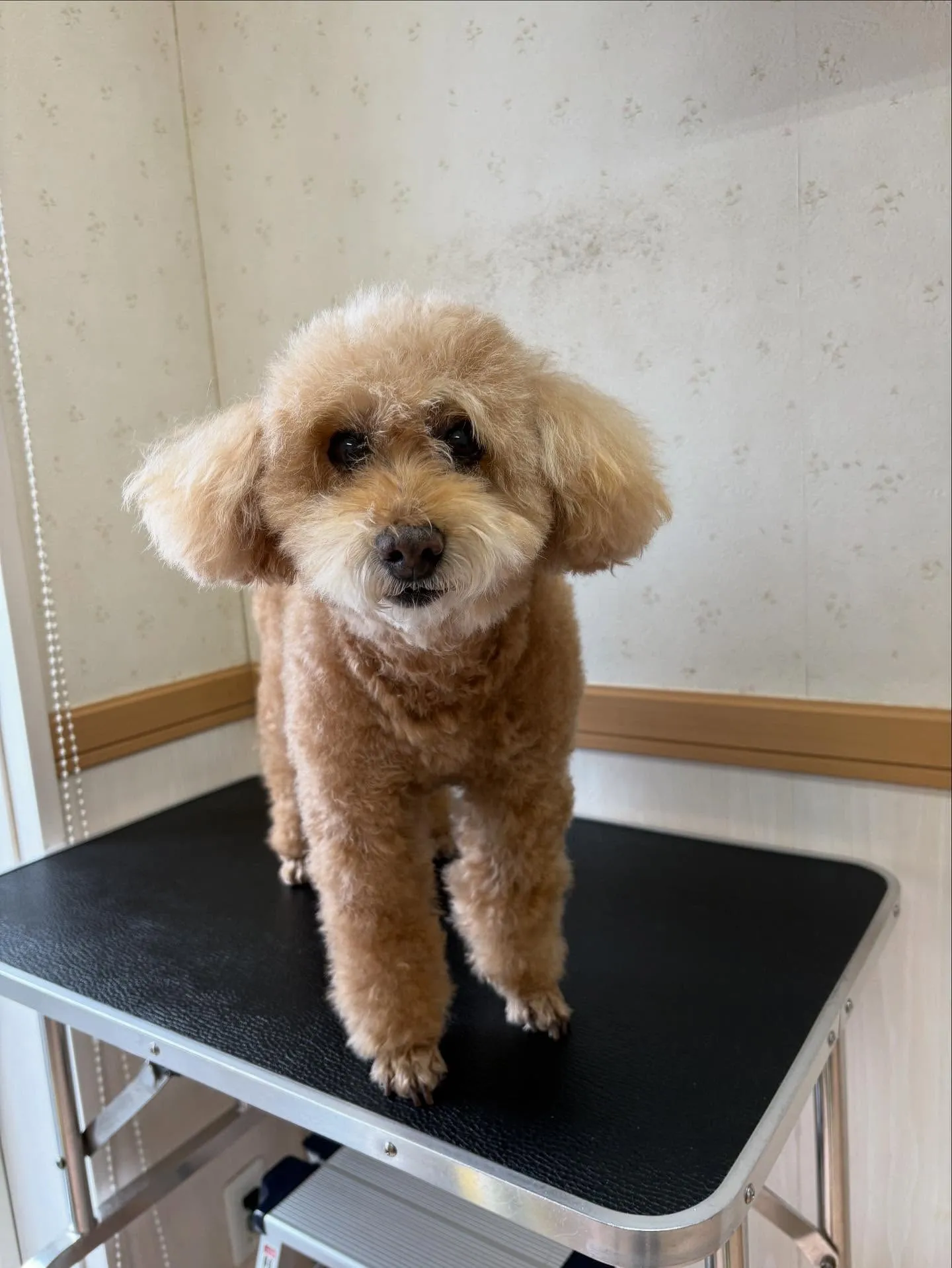 犬のシャンプー🫧