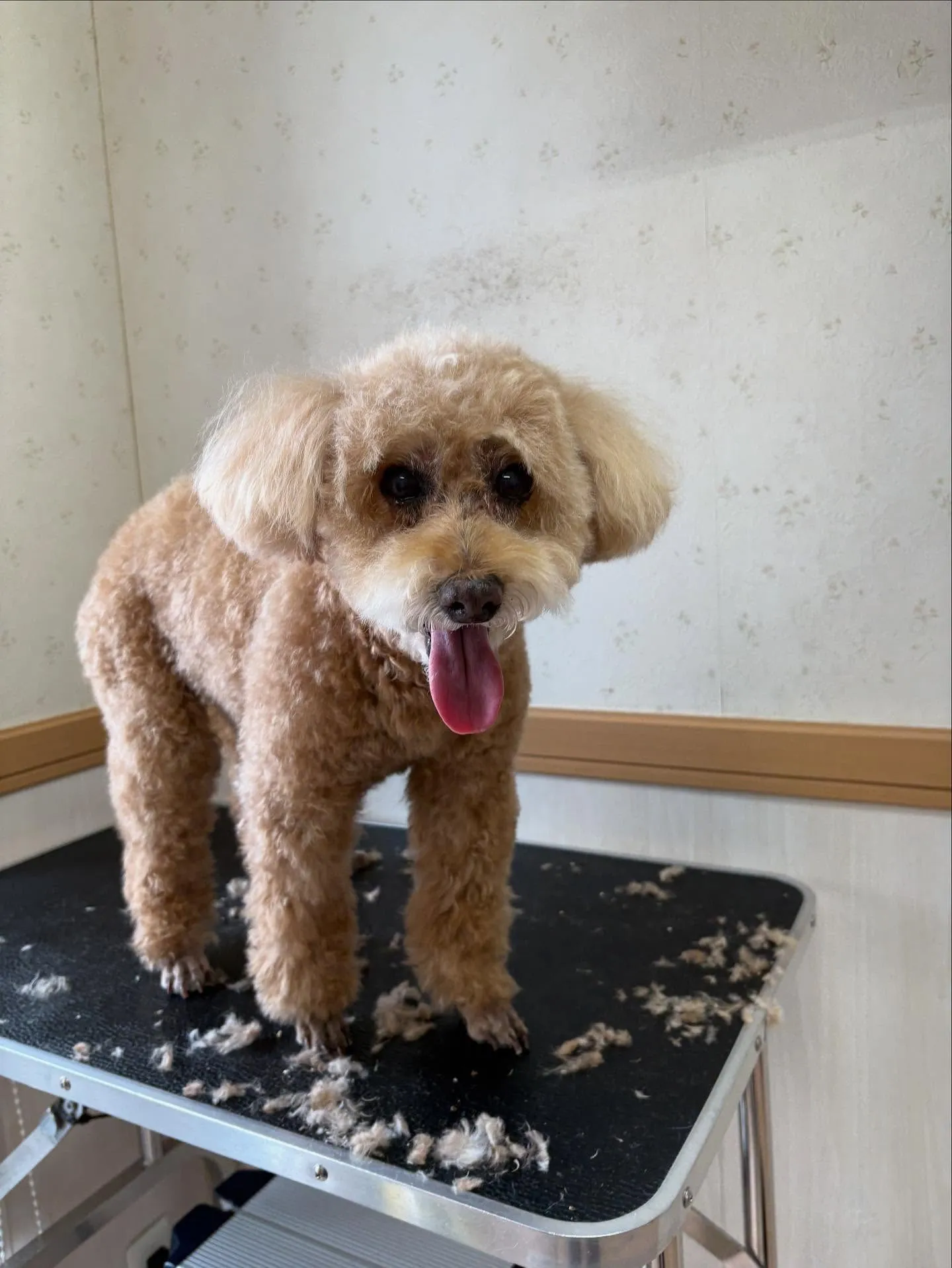 犬のシャンプー🫧