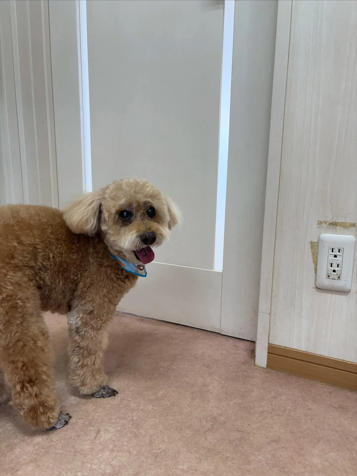 犬のシャンプー🫧