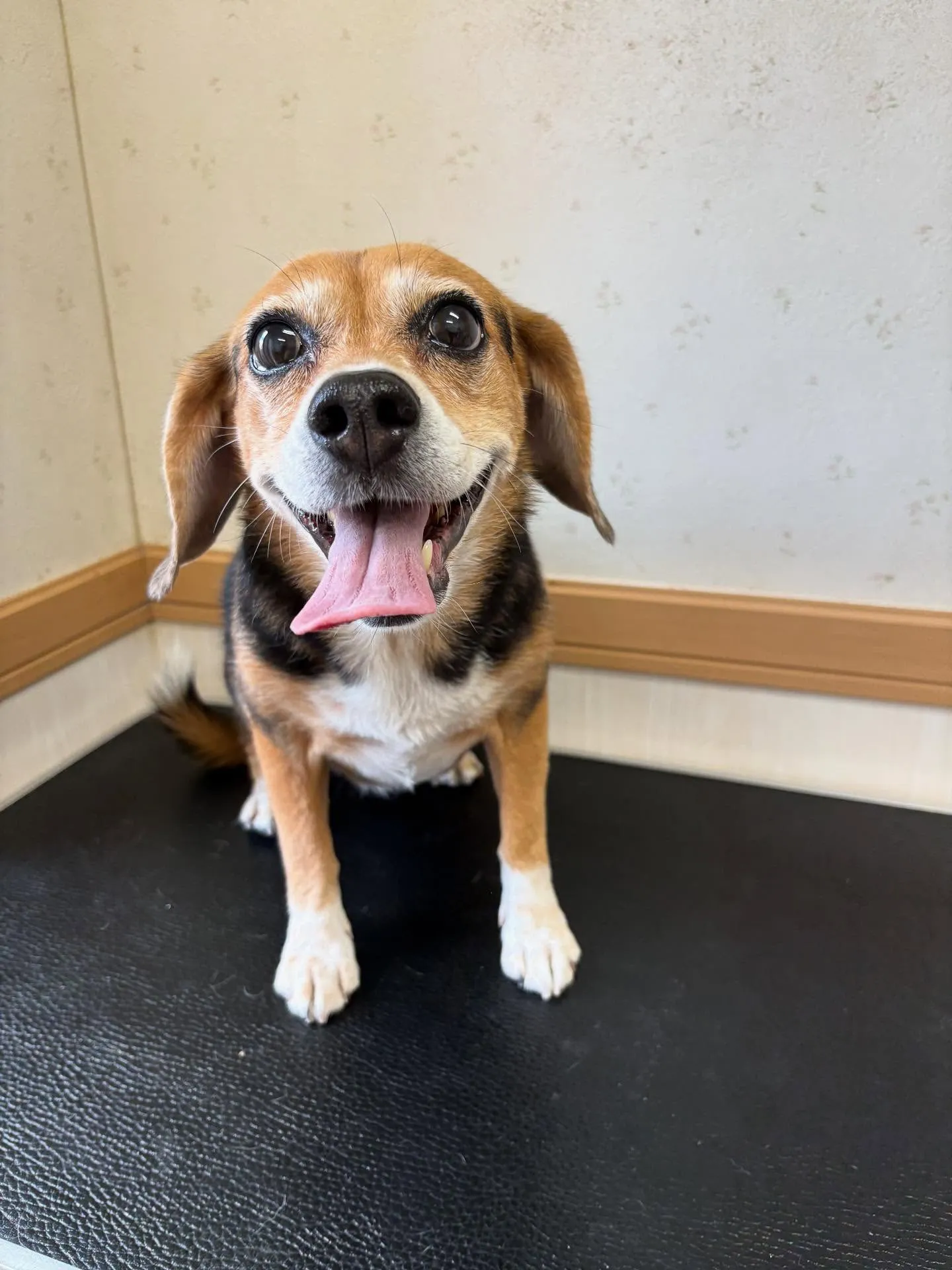 犬のシャンプー🫧