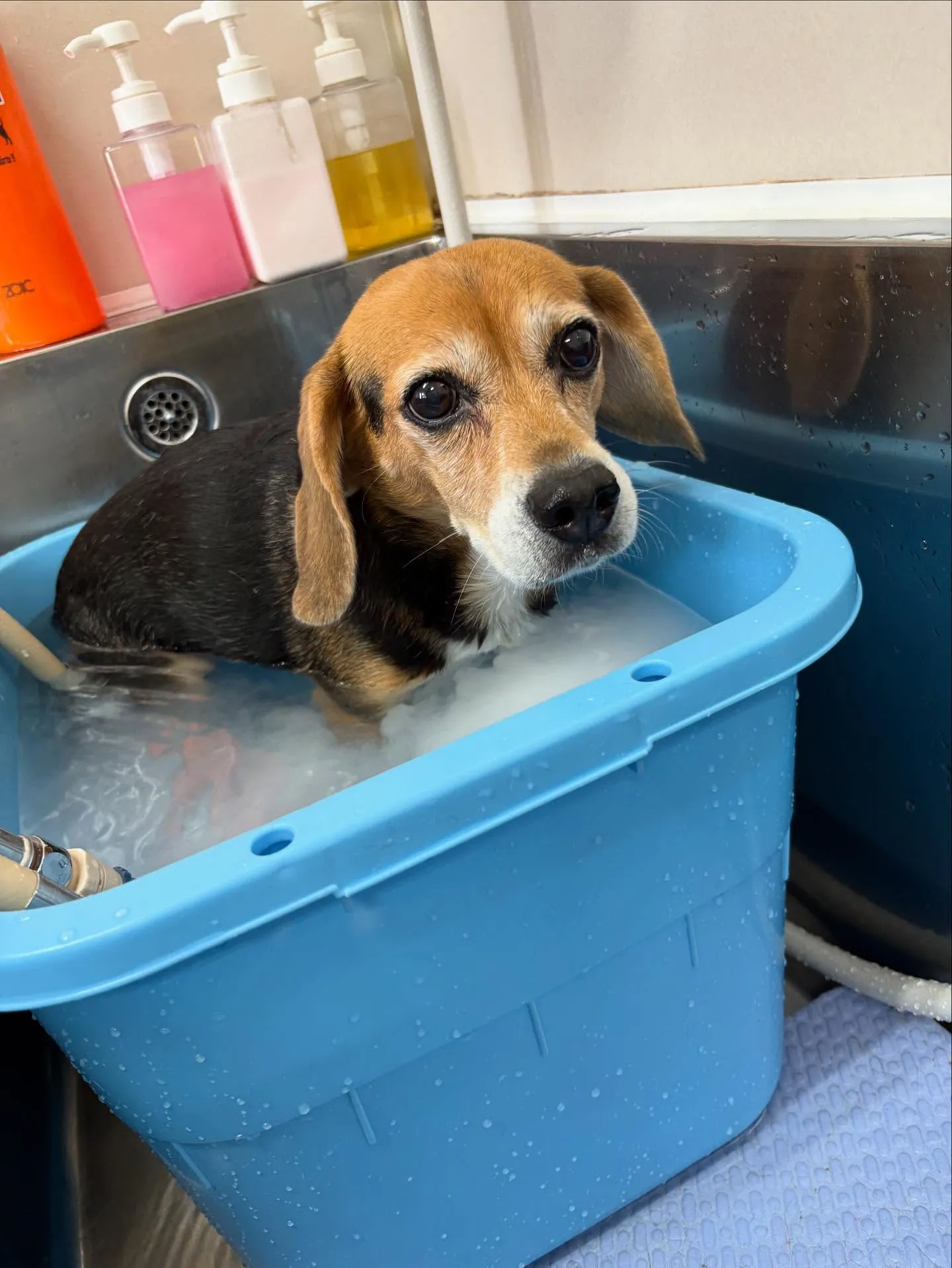 犬のシャンプー🫧