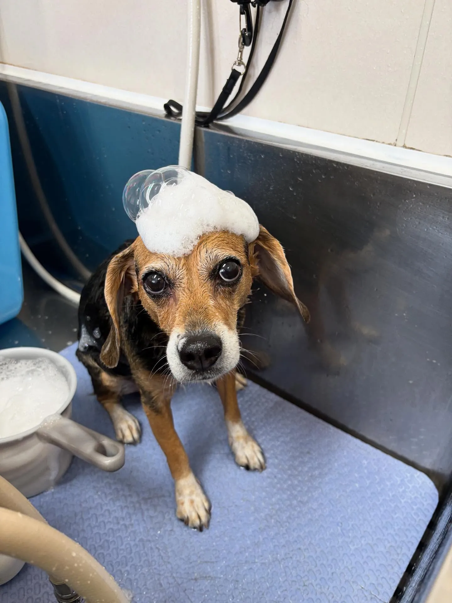 犬のシャンプー🫧