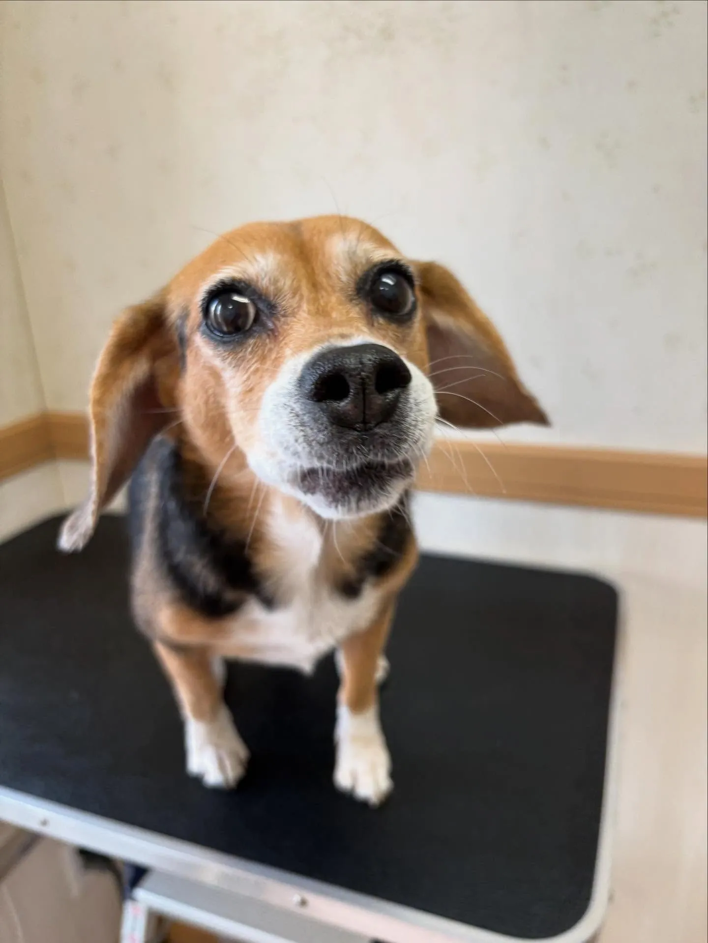 犬のシャンプー🫧