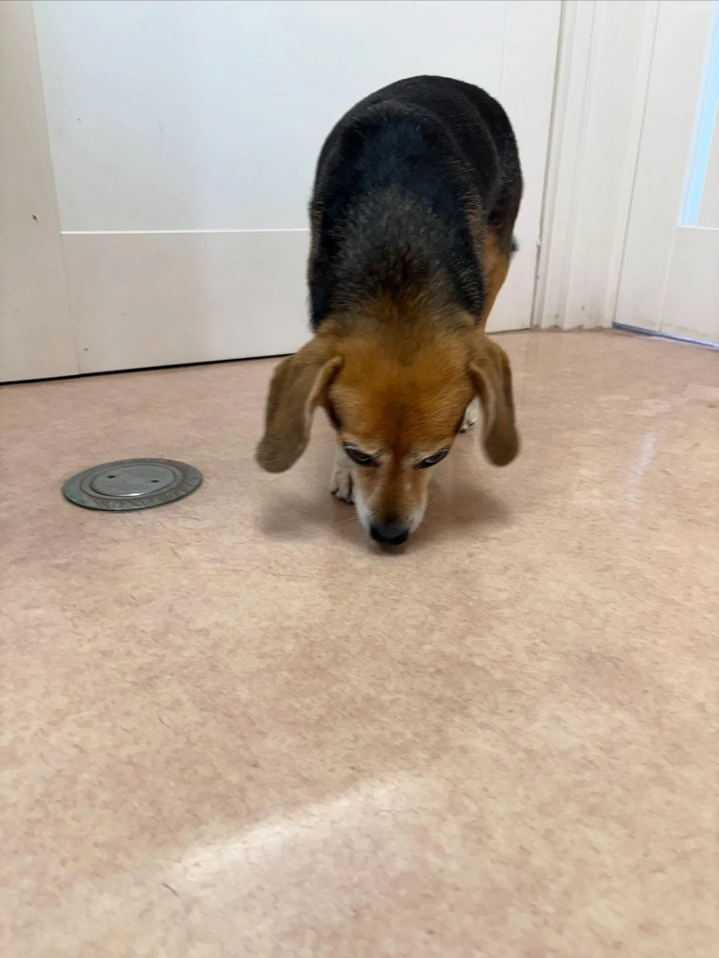 犬のシャンプー🫧