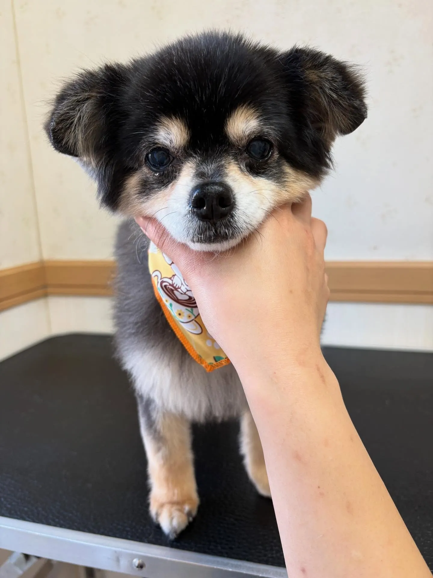 犬のトリミング✂️