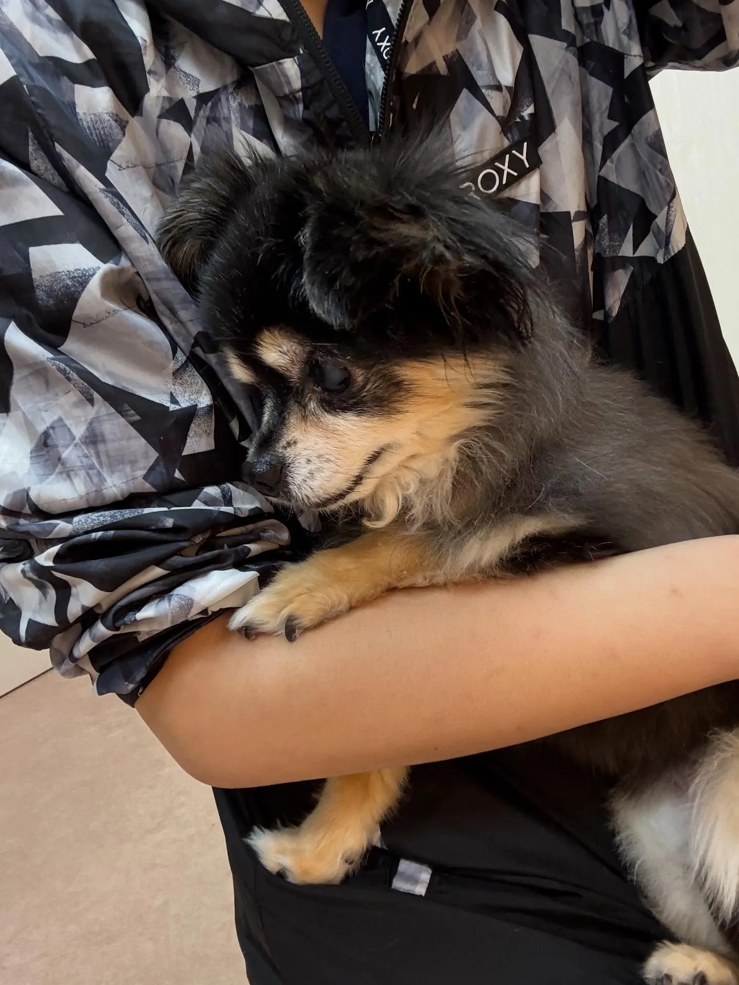 犬のトリミング✂️