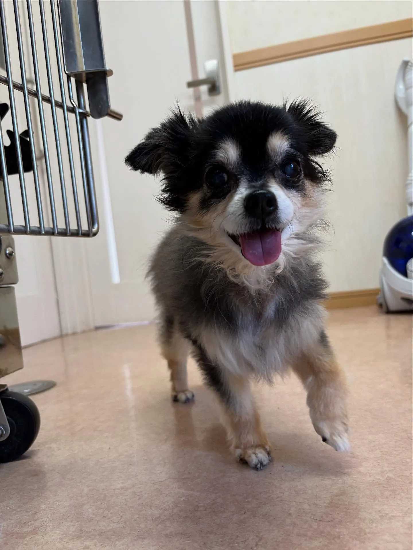 犬のトリミング✂️