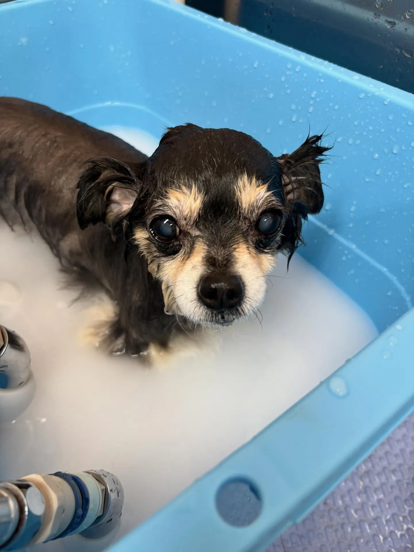 犬のトリミング✂️