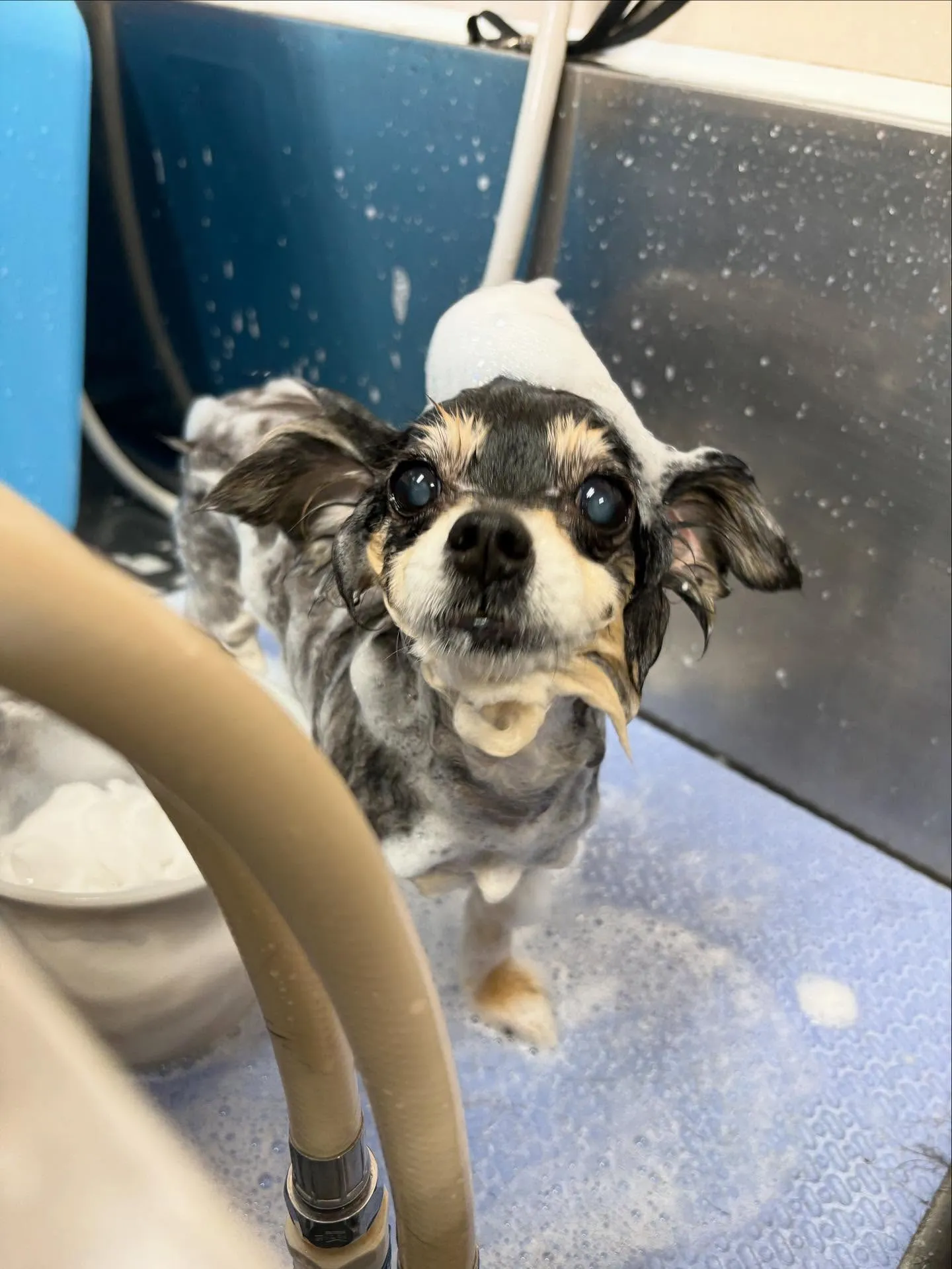 犬のトリミング✂️