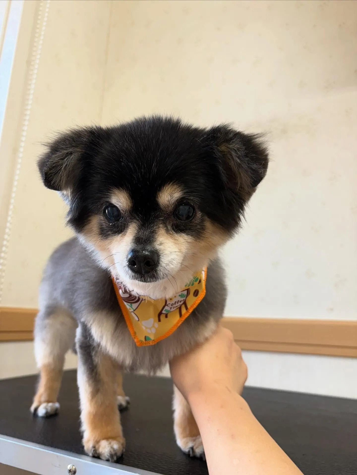 犬のトリミング✂️