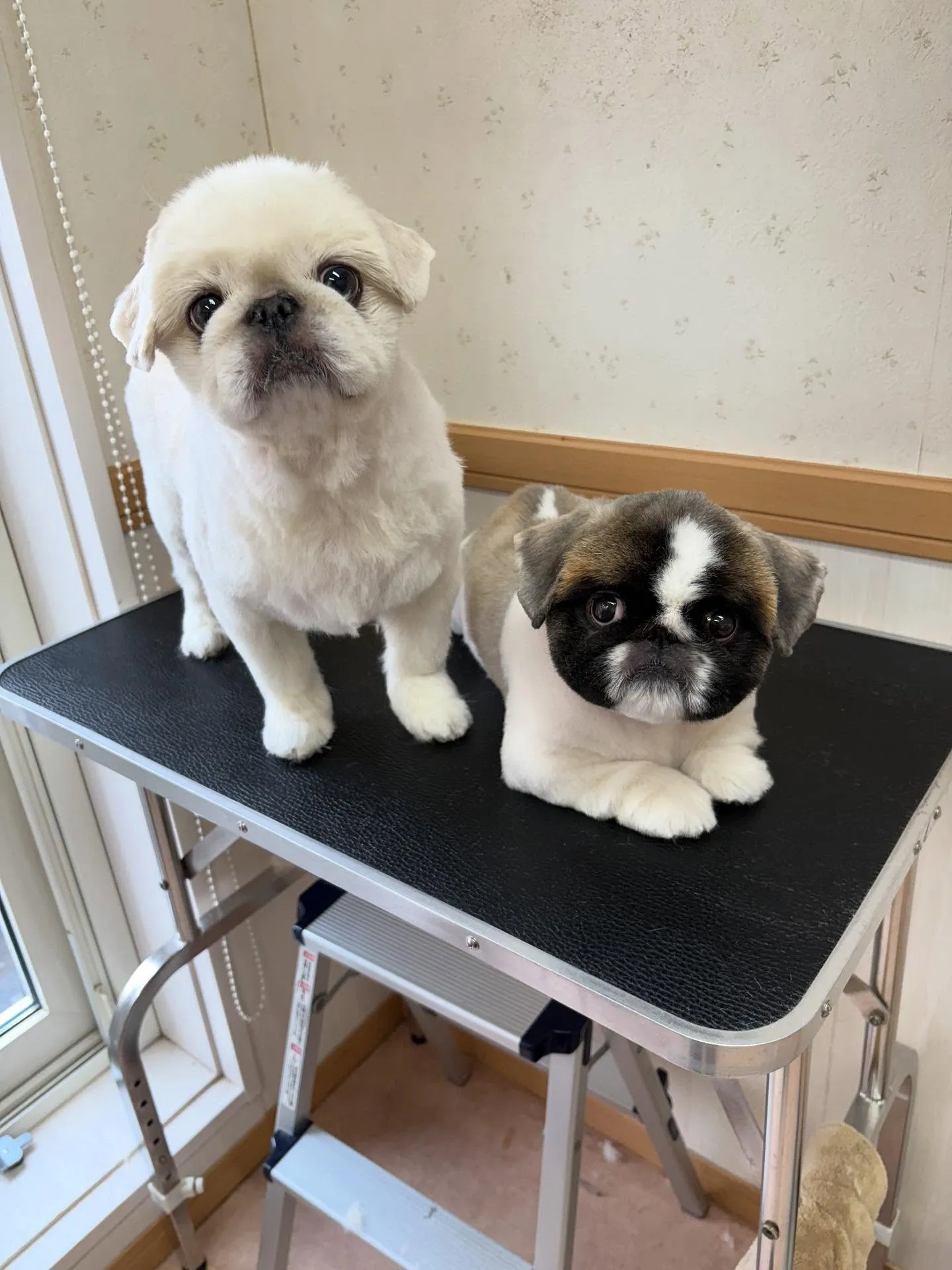 犬のトリミング✂️