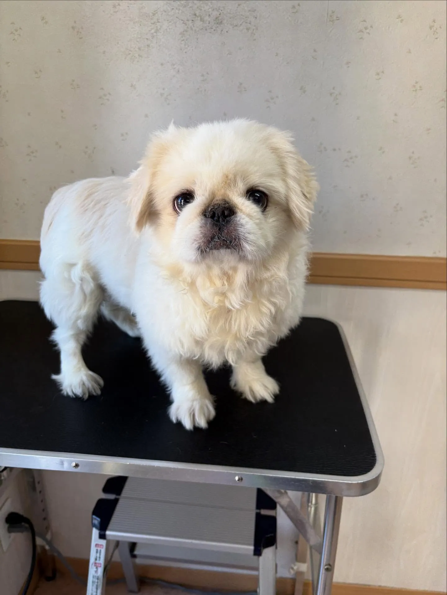 犬のトリミング✂️