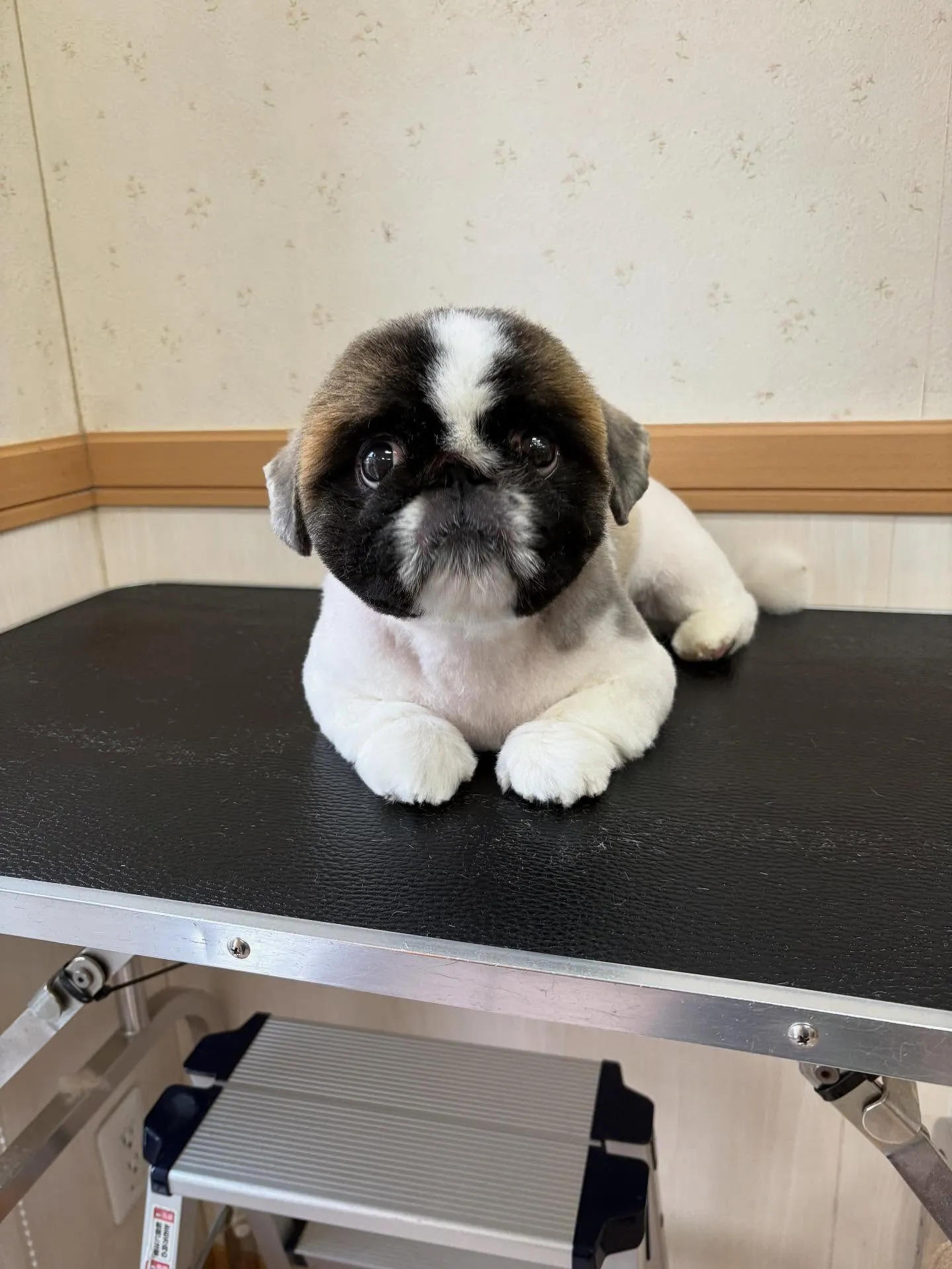 犬のトリミング✂️