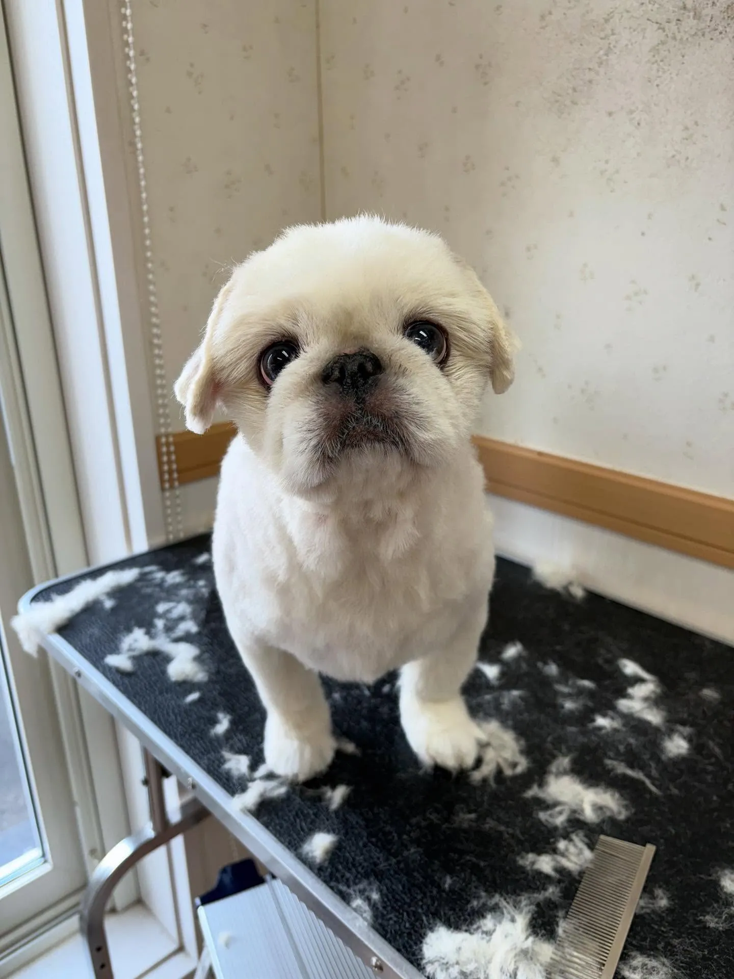 犬のトリミング✂️