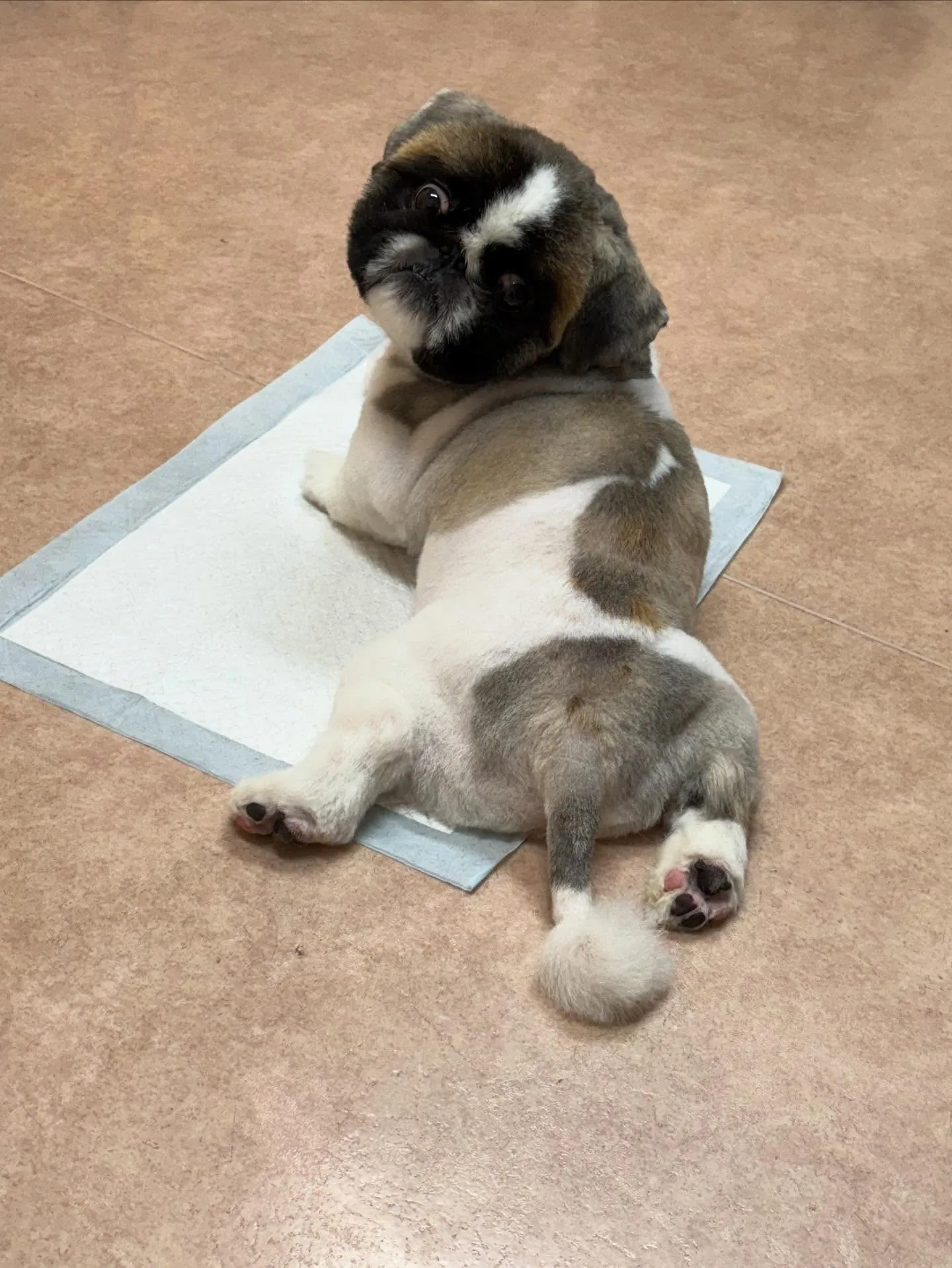 犬のトリミング✂️