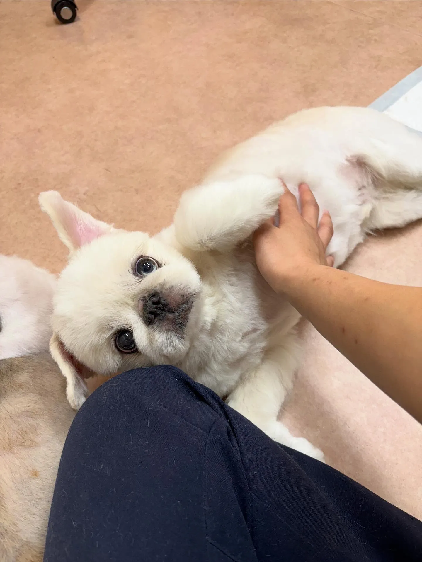 犬のトリミング✂️