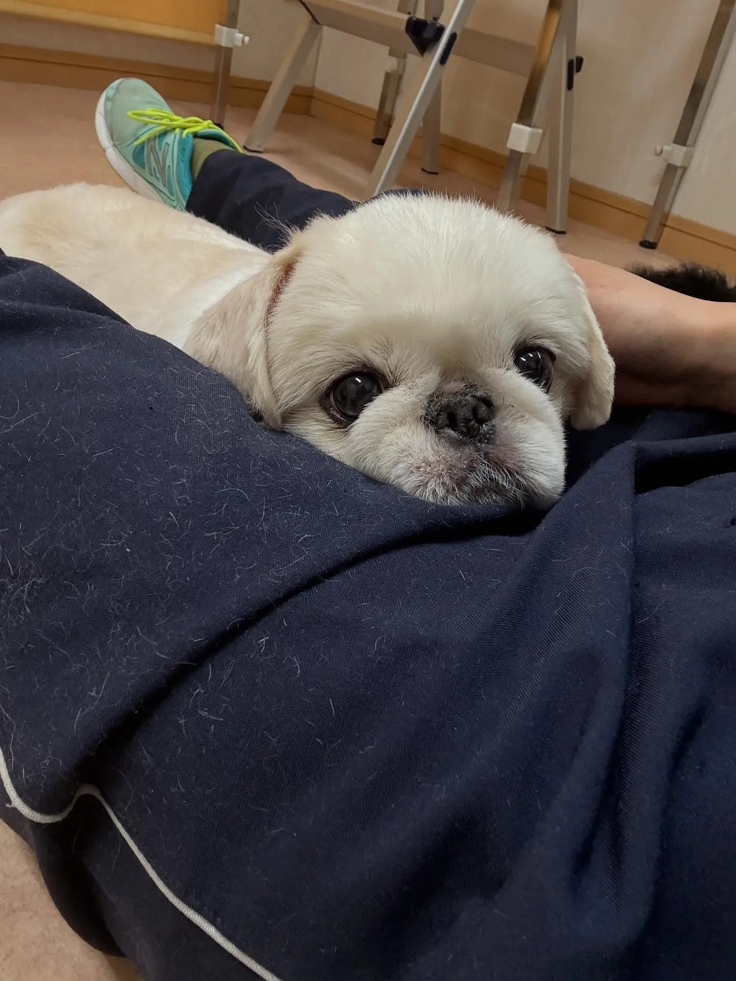 犬のトリミング✂️