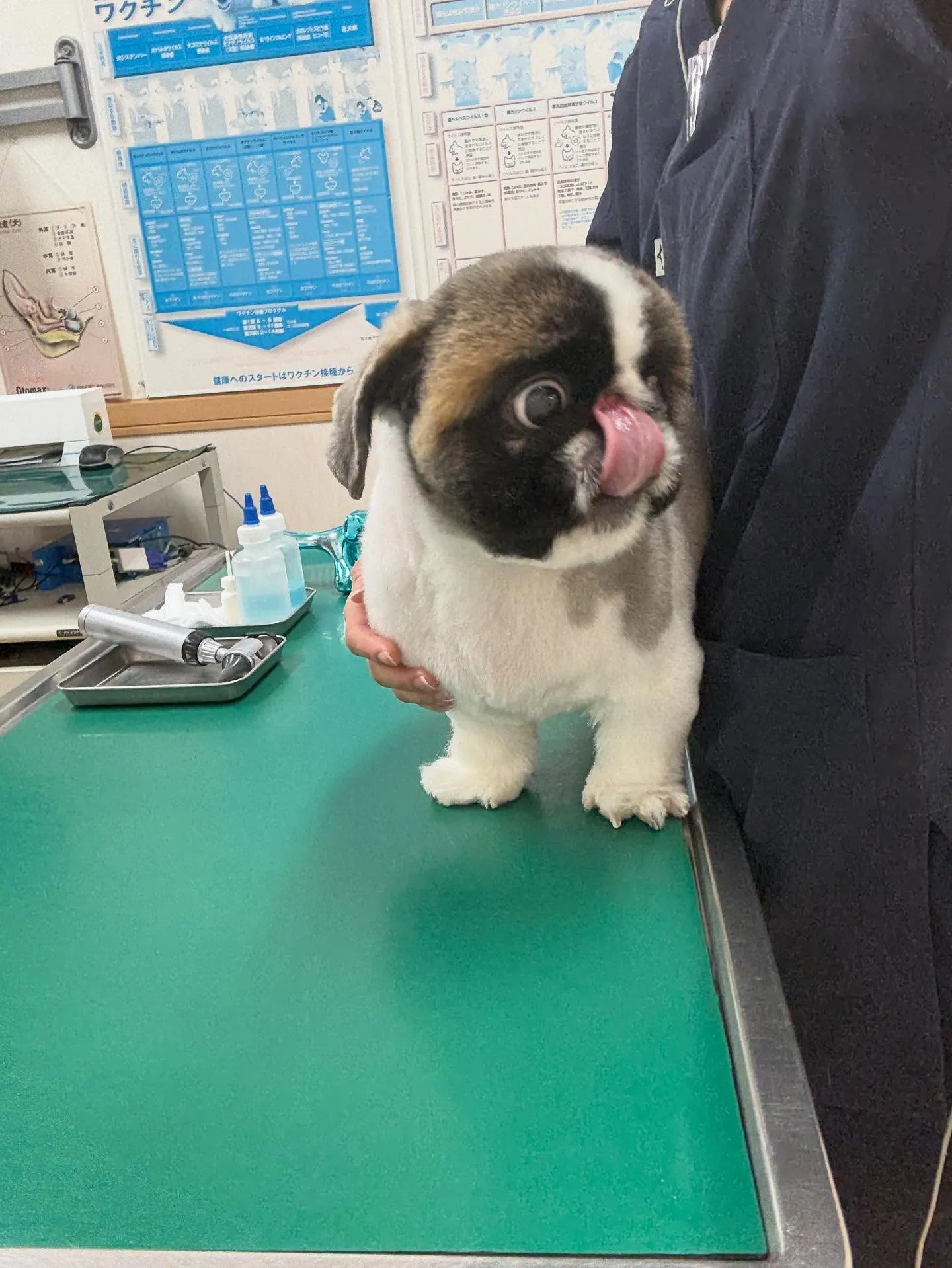 犬のトリミング✂️