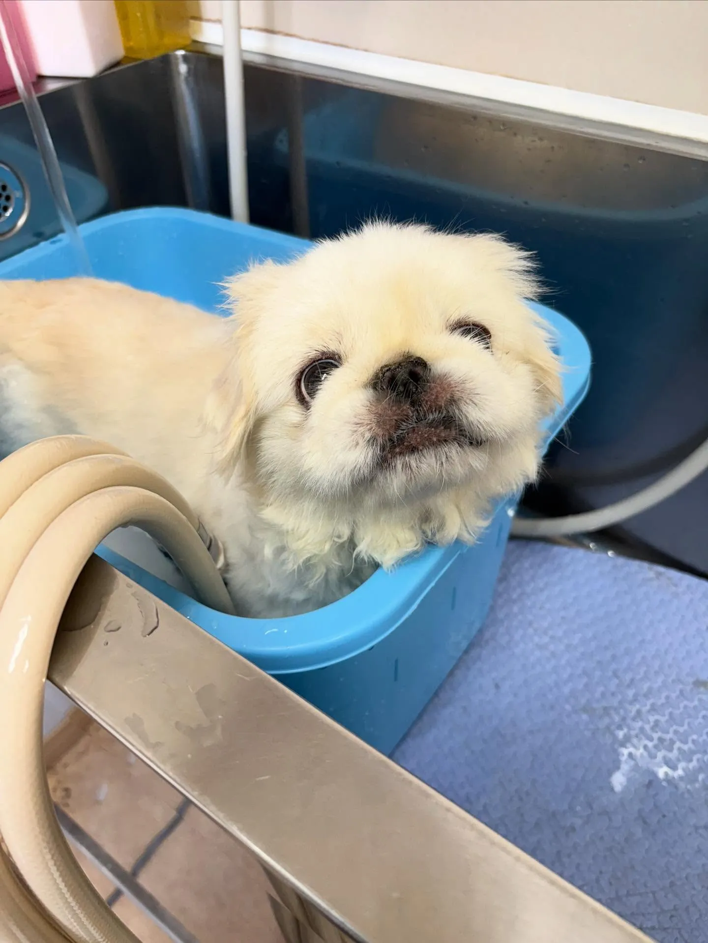 犬のトリミング✂️